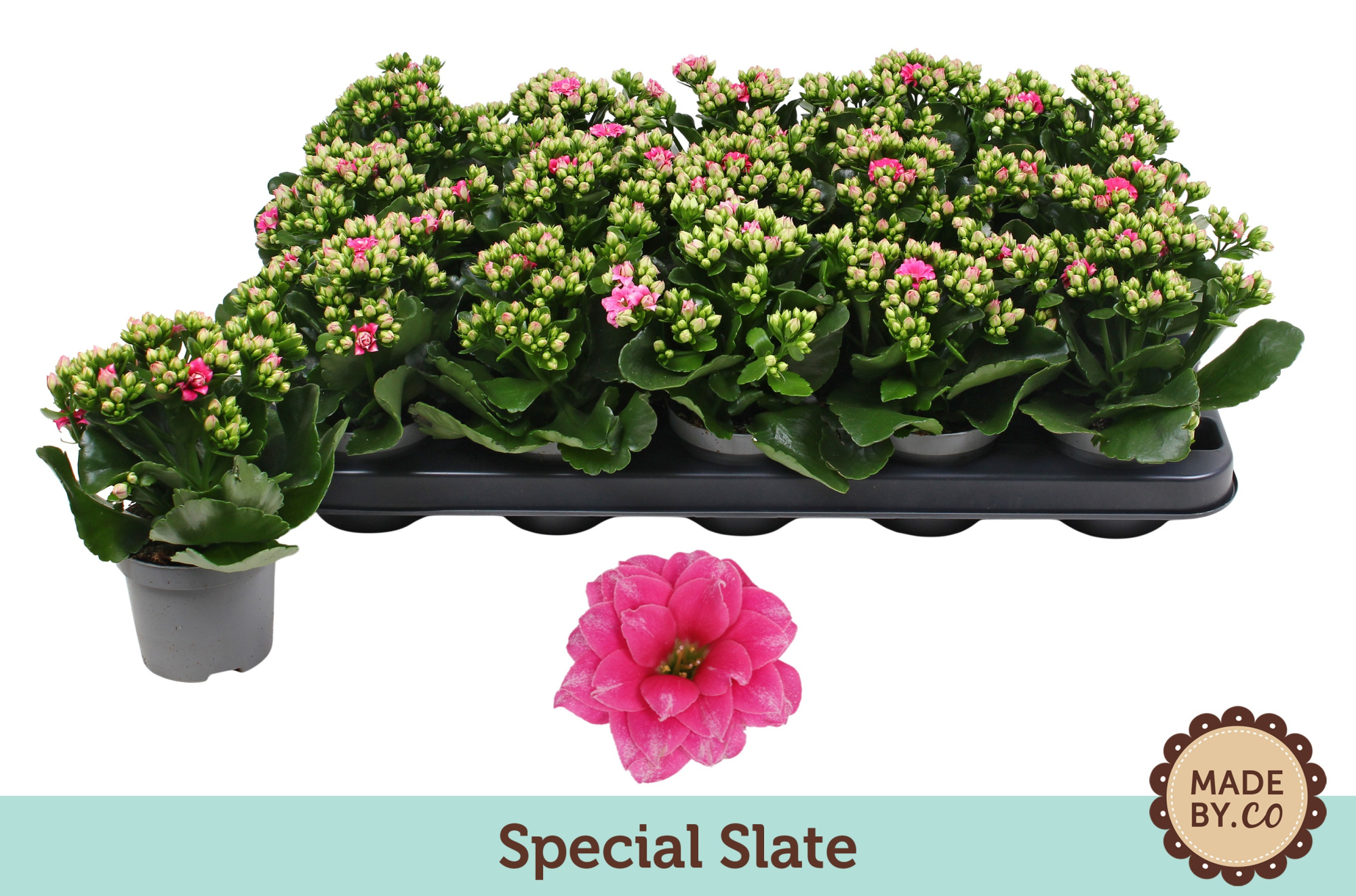 Kalanchoë Special Slate - no sleeve, D 9 cm