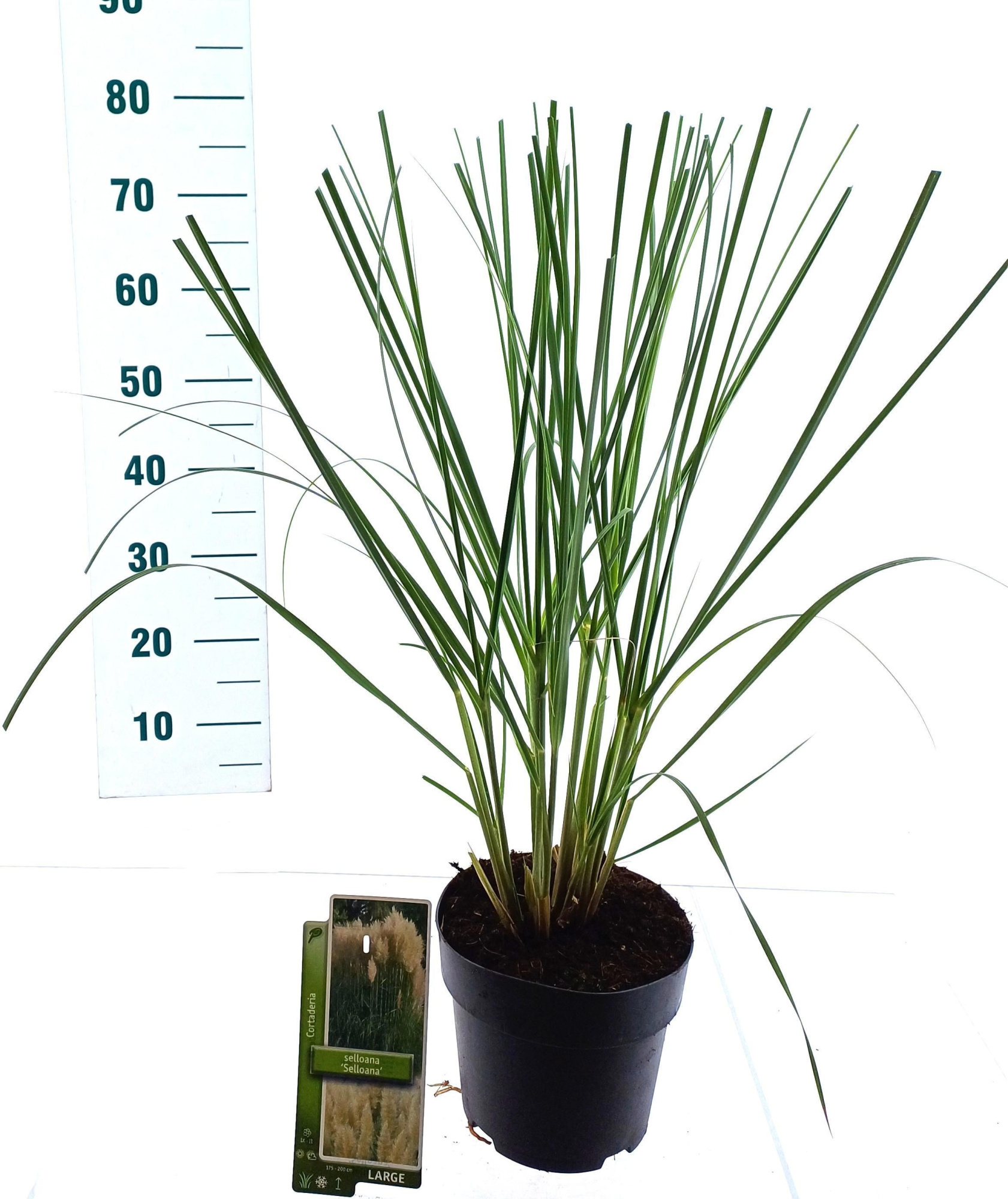 Cortaderia selloana, D 19