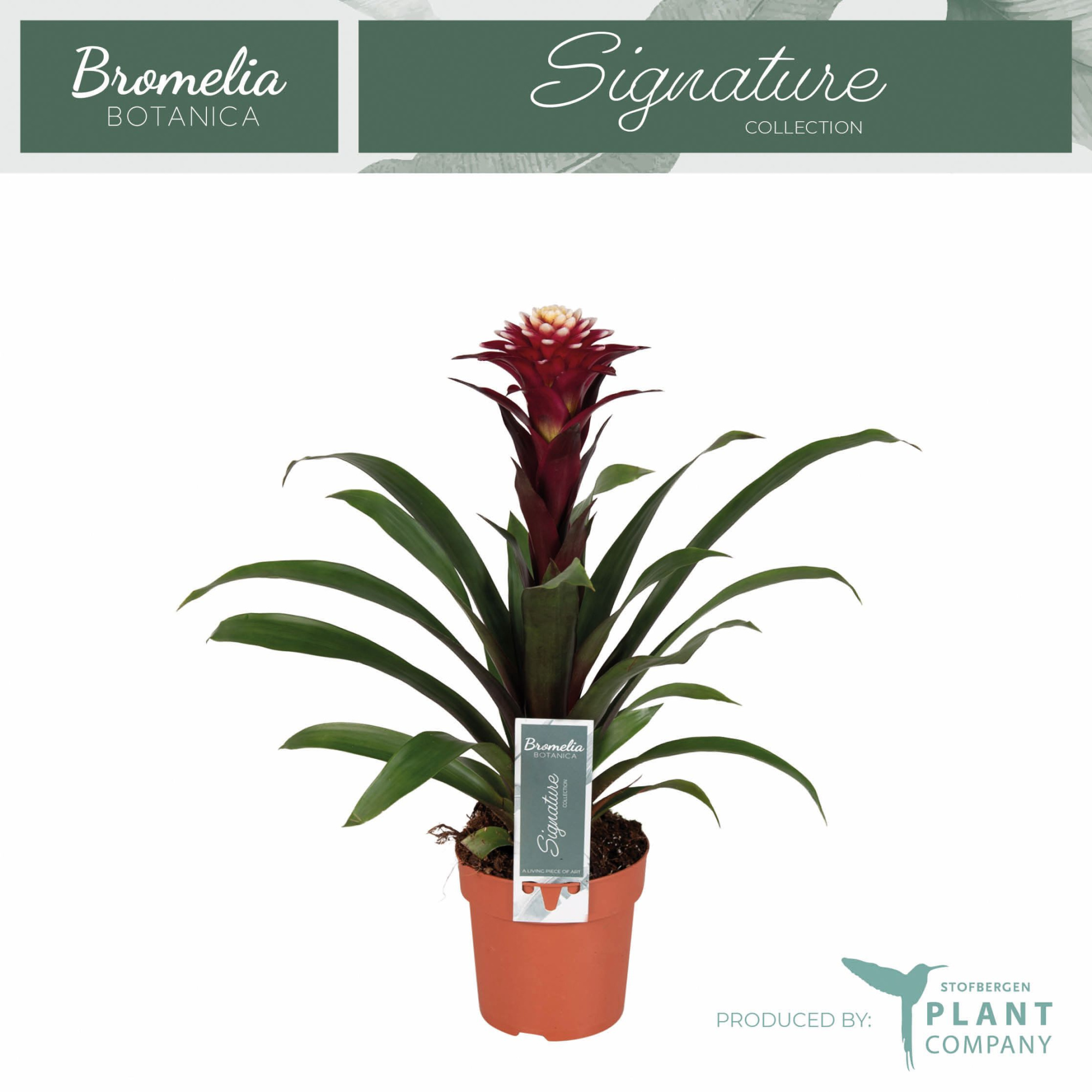 Guzmania Fransesca, D 12 cm