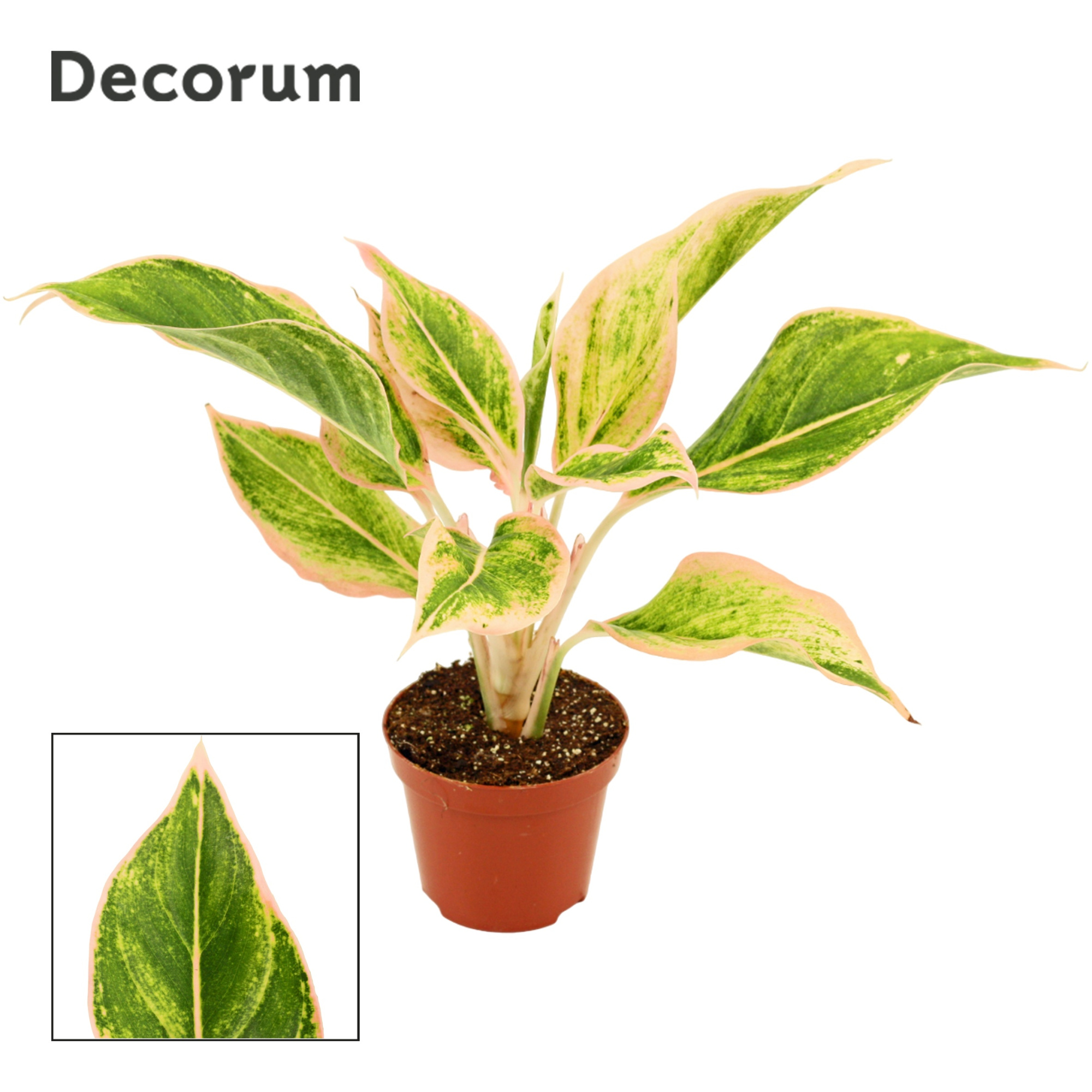 Aglaonema Lipstick pink 9 cm (Decorum), D 9