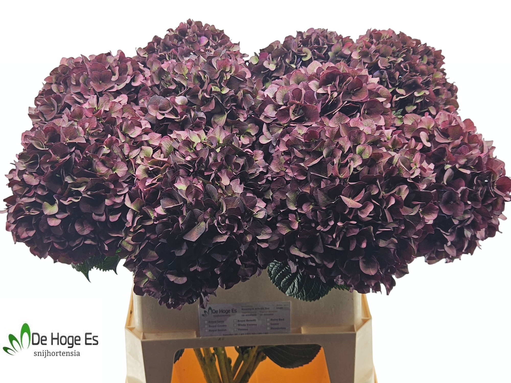 Гортензия Мэджикал Руби Рэд Перпл Классик 80, шт.