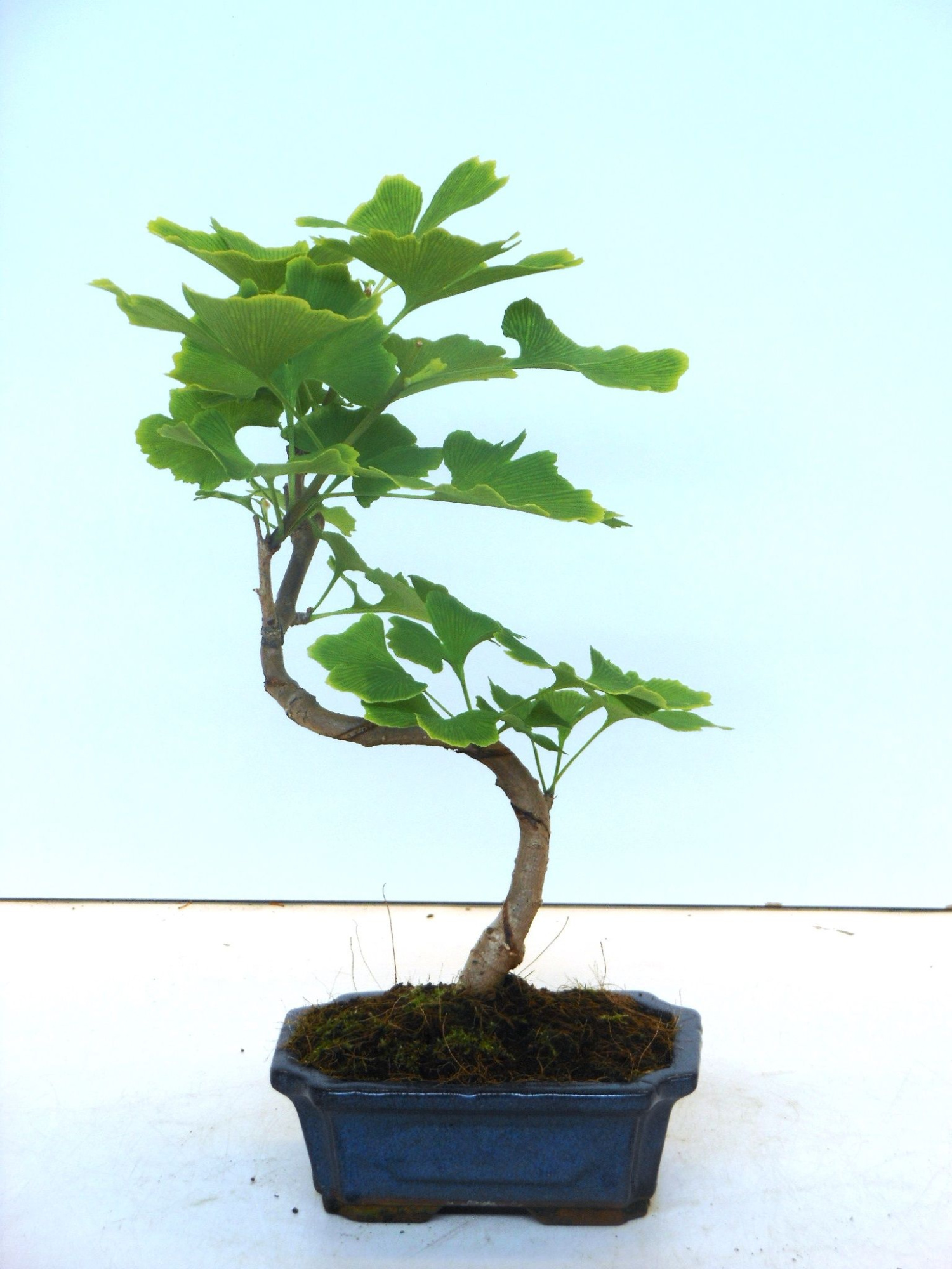 Ginkgo biloba shape with drip tray, D 15 cm