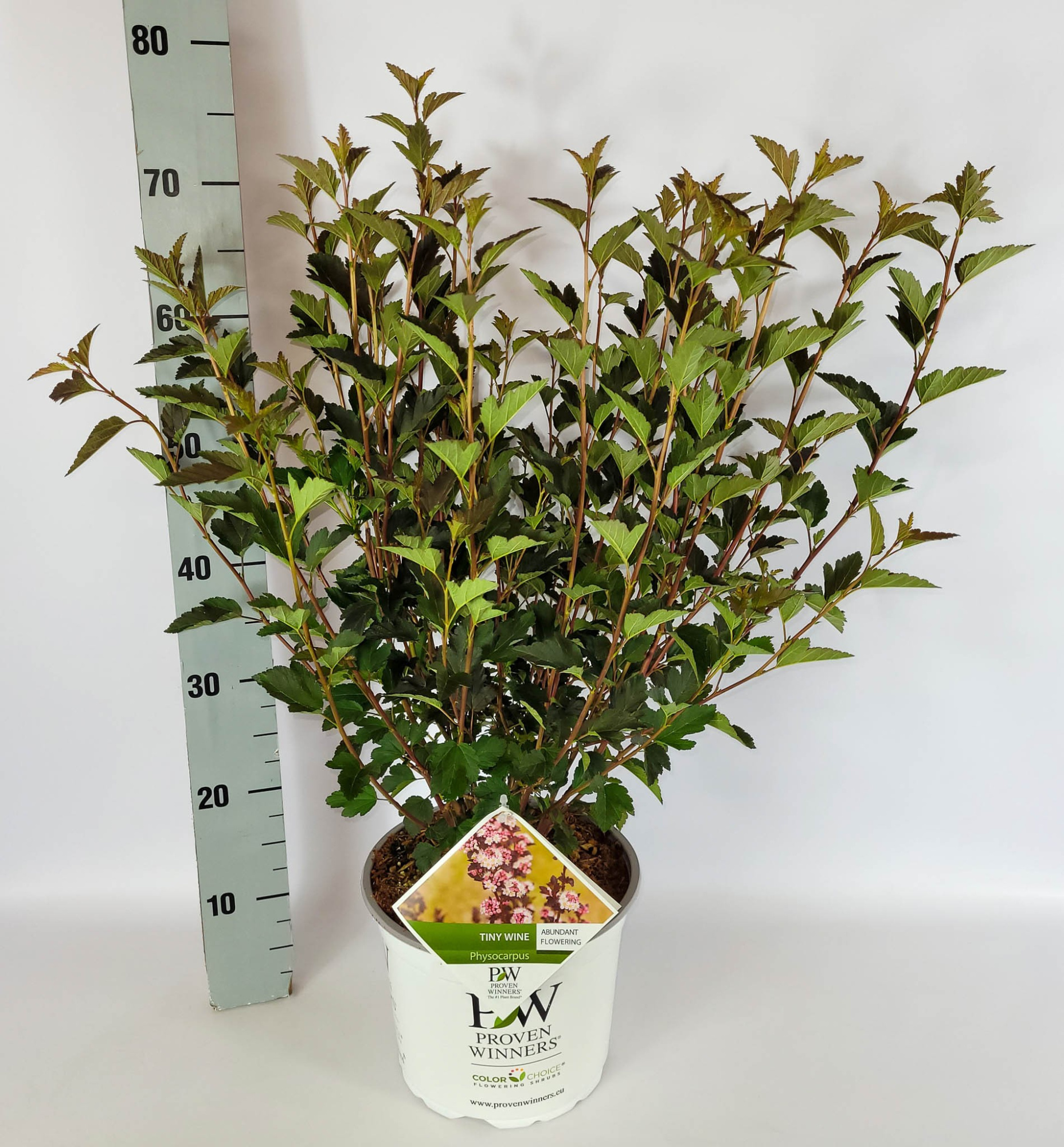 Physocarpus opulifolius Tiny Wine S C5 40-60, D 23 cm