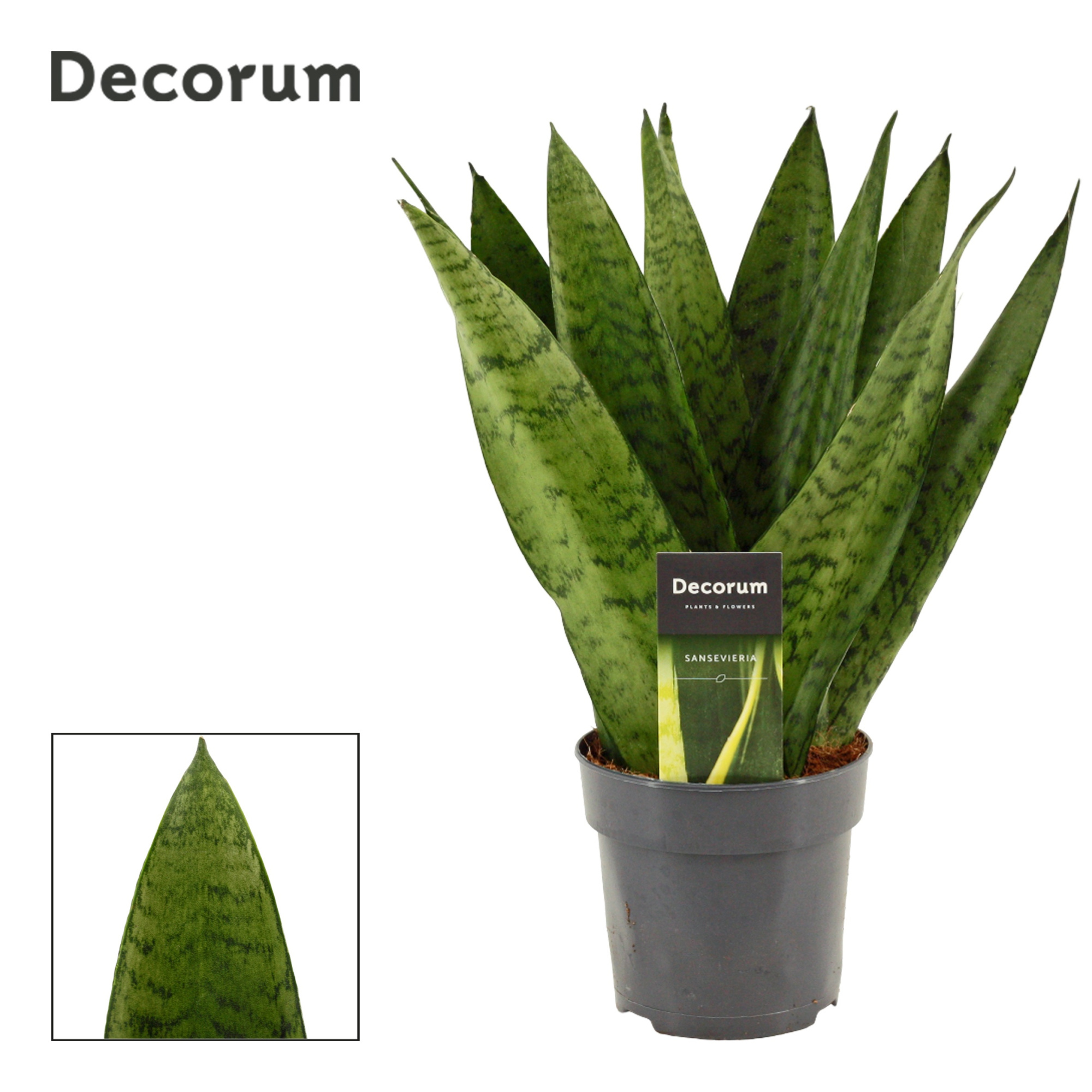 Sansevieria Zeylanica Fan 12 cm (Decorum), D 12