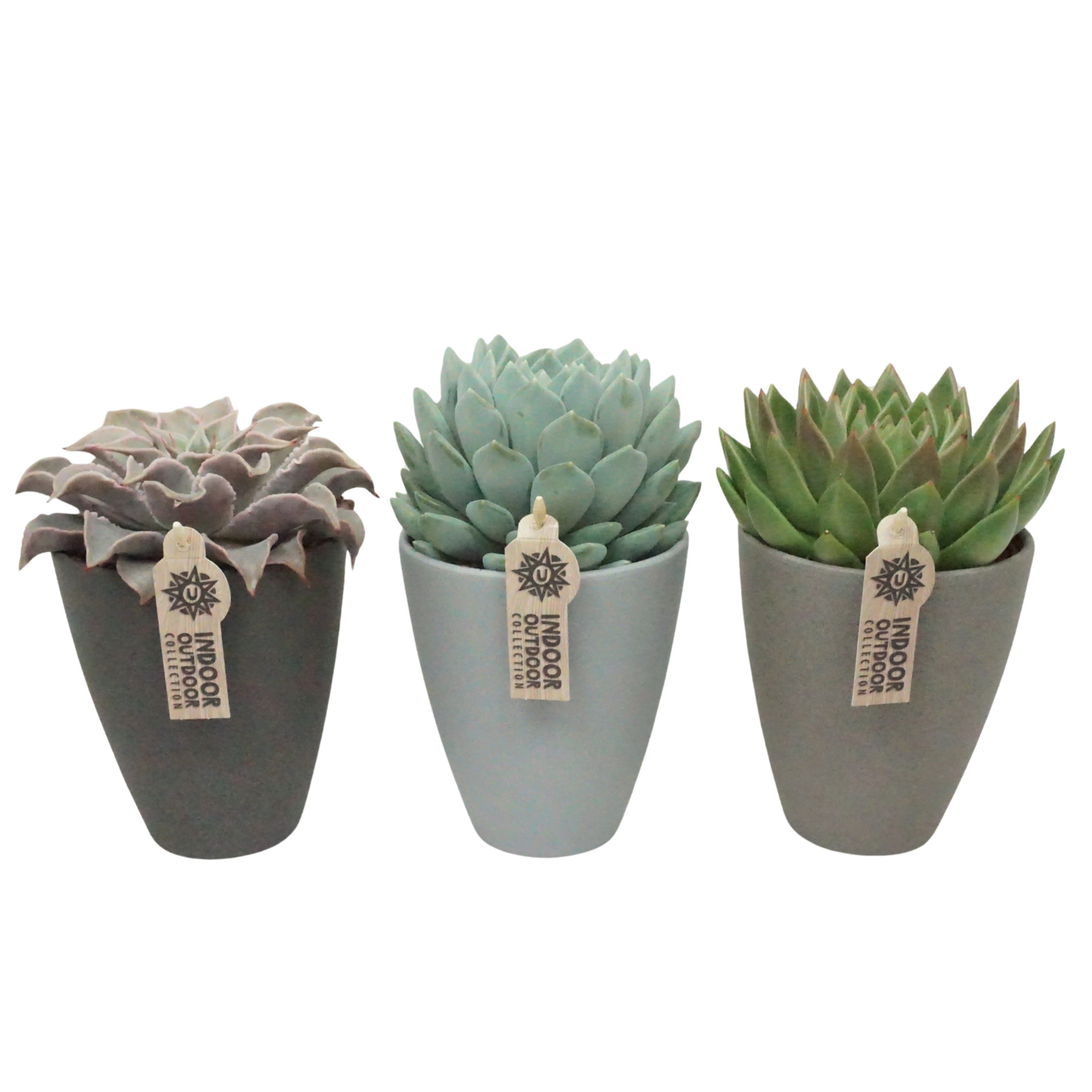 Echeveria mix in 13 cm hoge vaaspot (3 assorti), D 13 cm