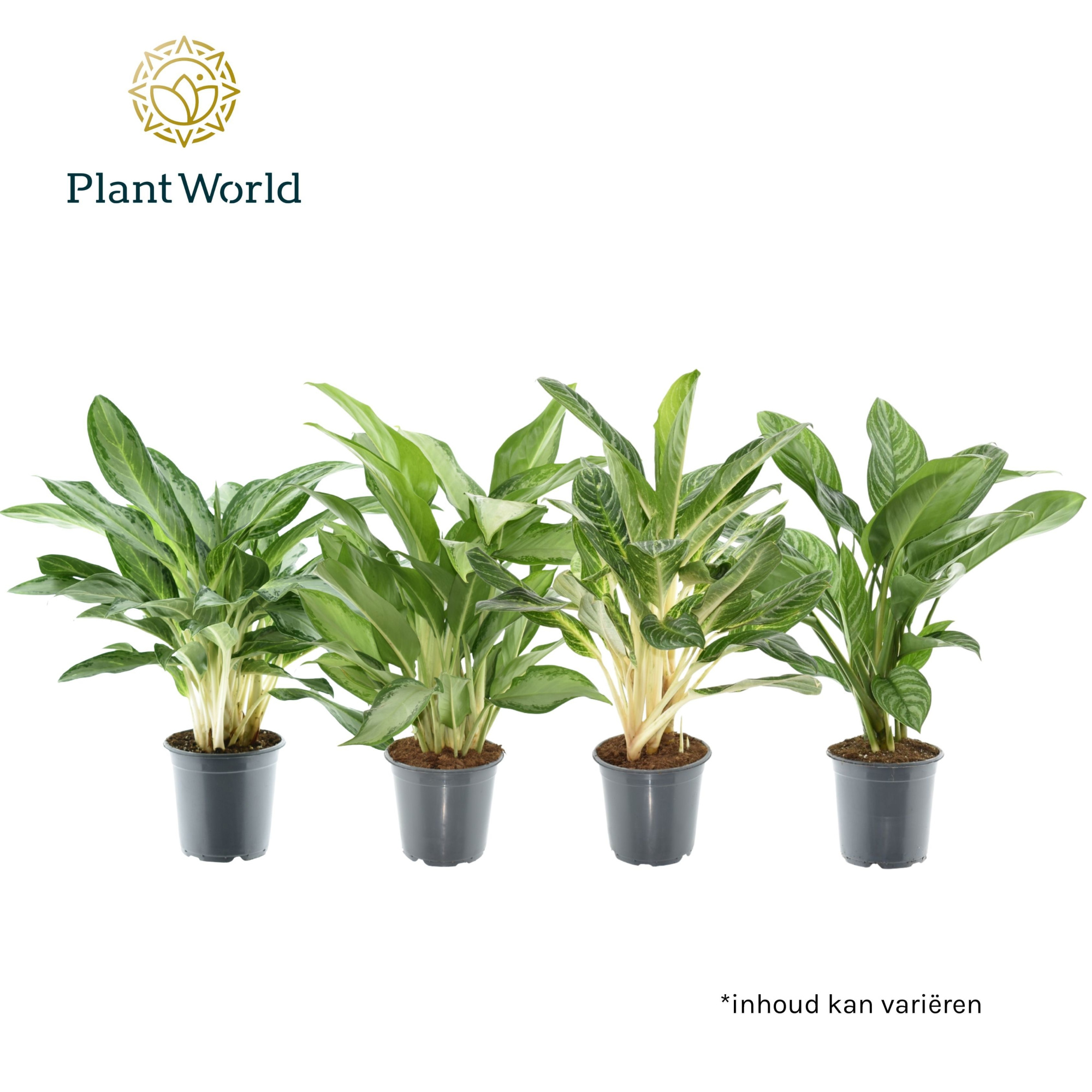 Aglaonema gemengd, D 21