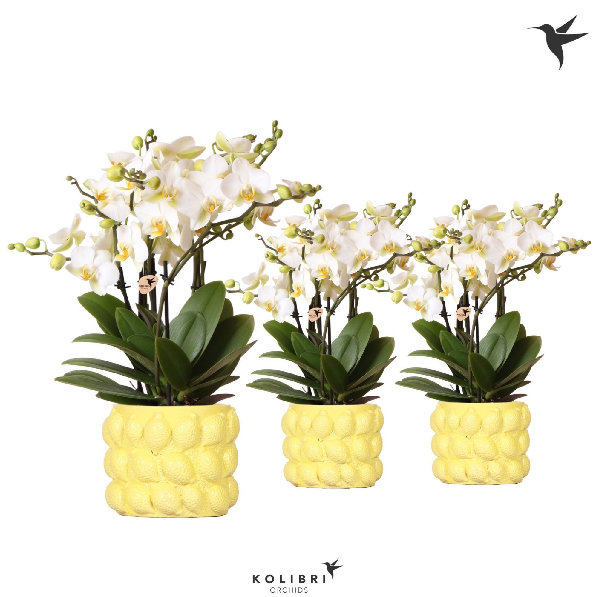 Kolibri Orchids Phalaenopsis Lausanne 6spike in Citrus Yellow, D 12