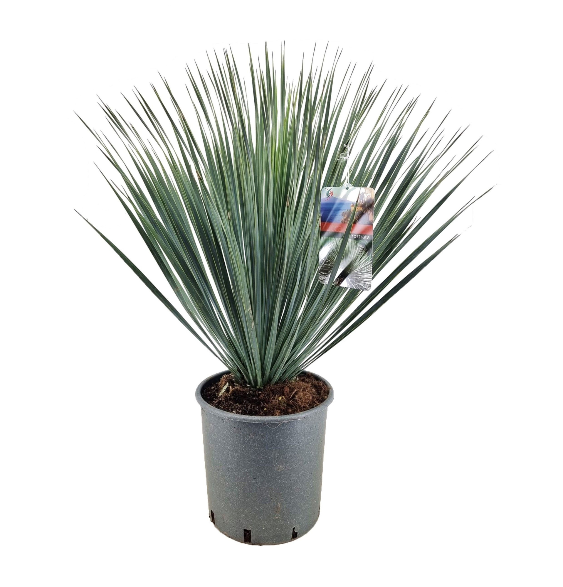 Yucca rostrata, D 27
