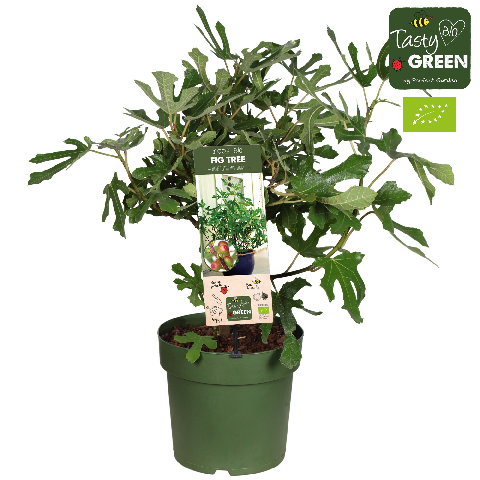 Ficus carica 'Little Miss Figgy' Patio Bio P23, D 23 cm