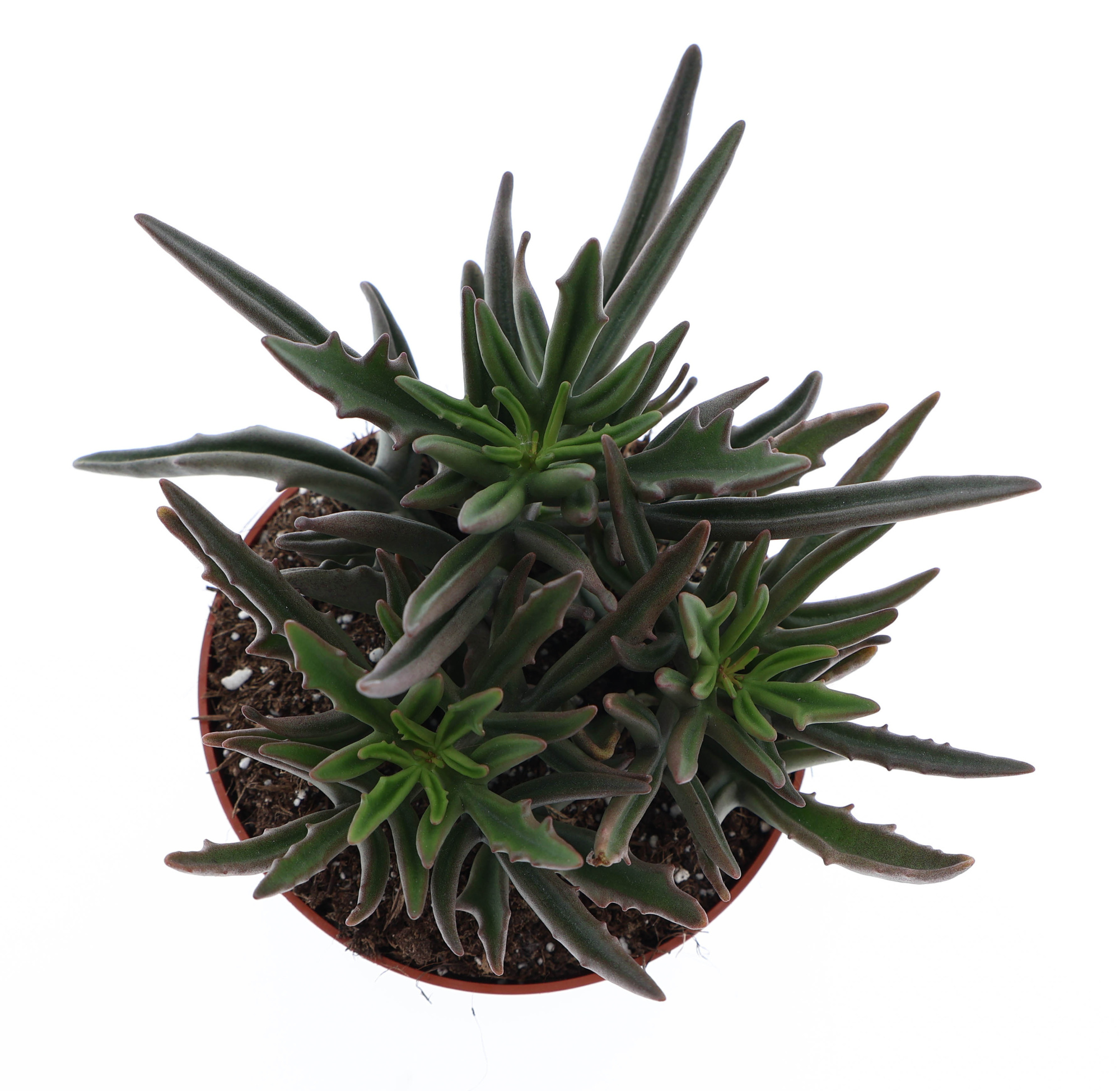 Kalanchoe spider, D 10,5