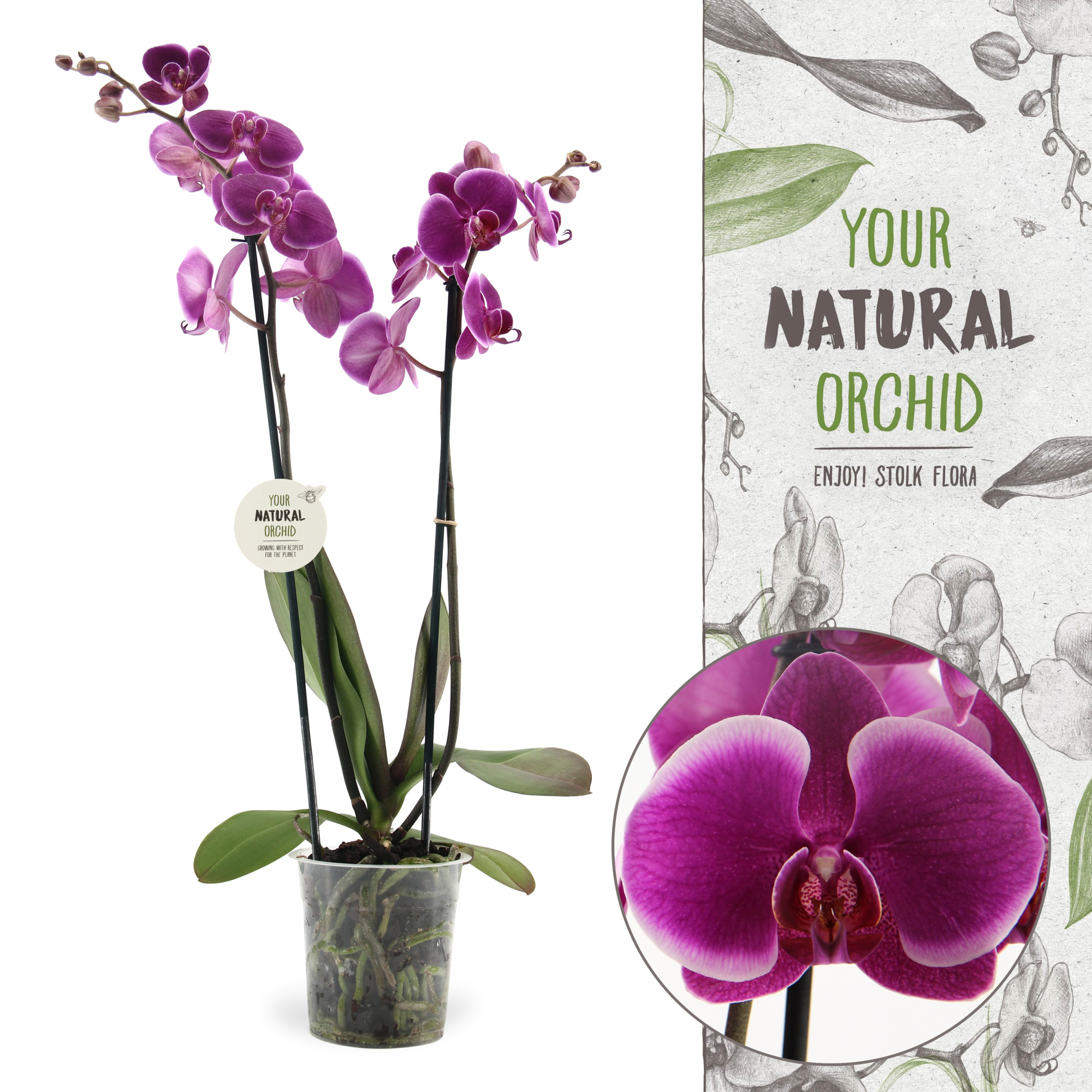 Your Natural Orchid | Durban | Phalaenopsis 2 spike, D 12