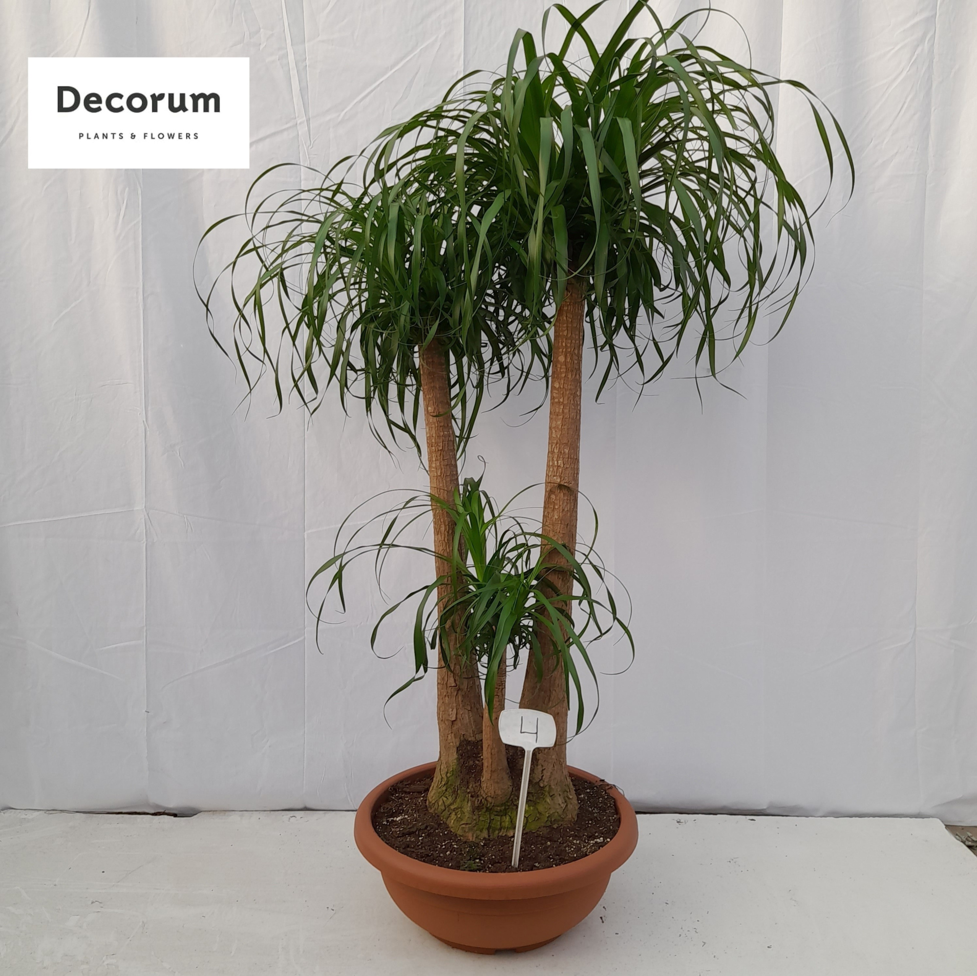 Beaucarnea vertakt op nummer 04, D 55