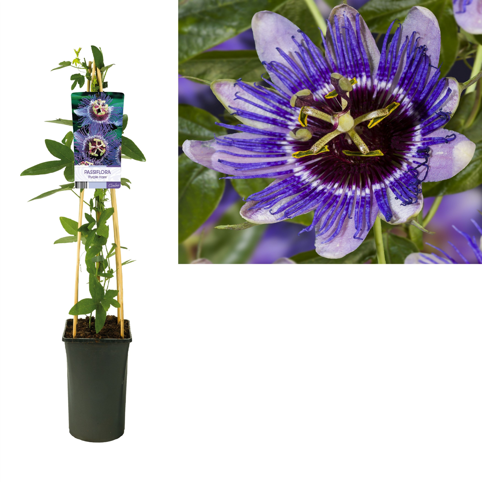 Passiflora 'Purple Haze' +light label, D 17 cm
