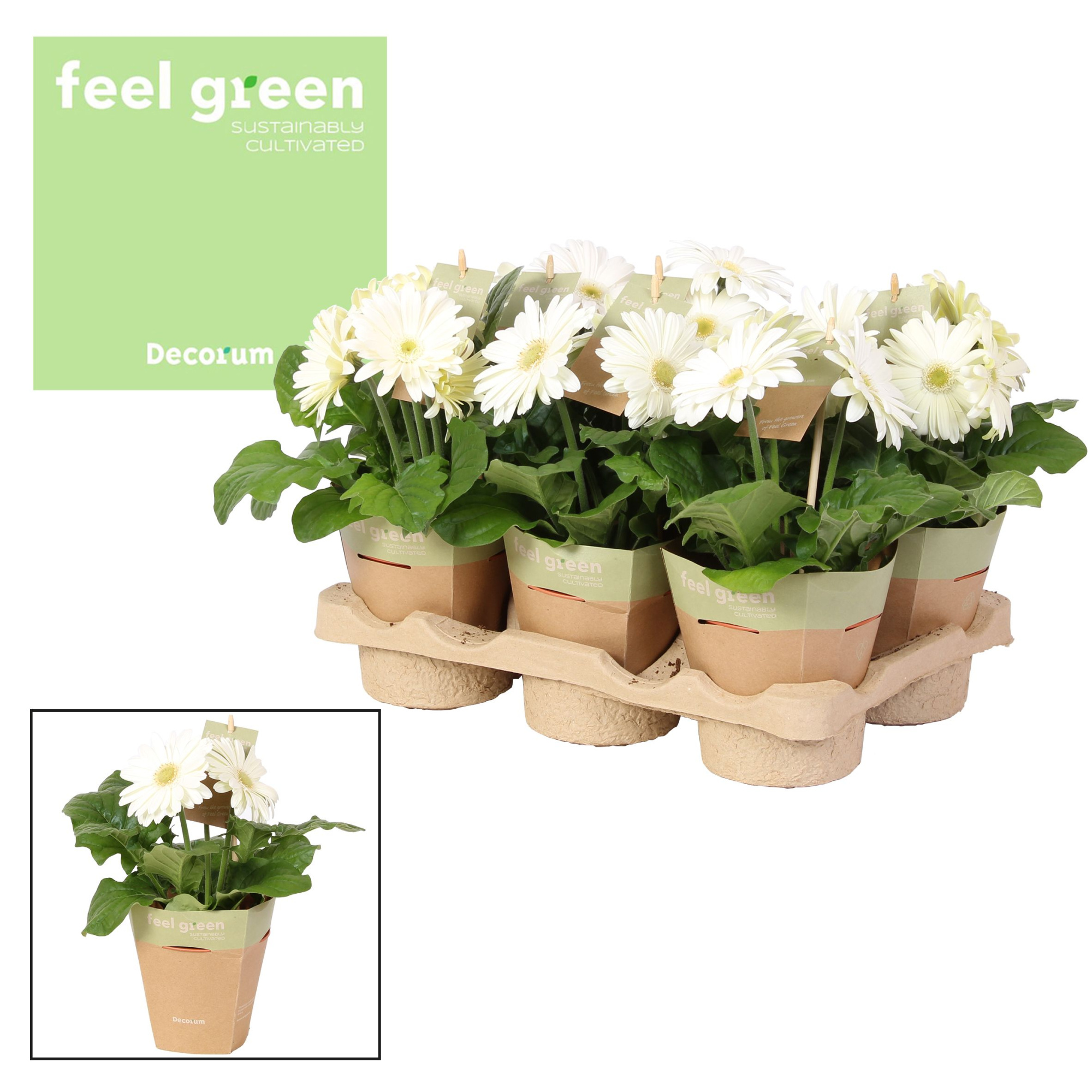 Gerbera wit 2+ bl. Feel Green, nature pc Decorum, D 12 cm