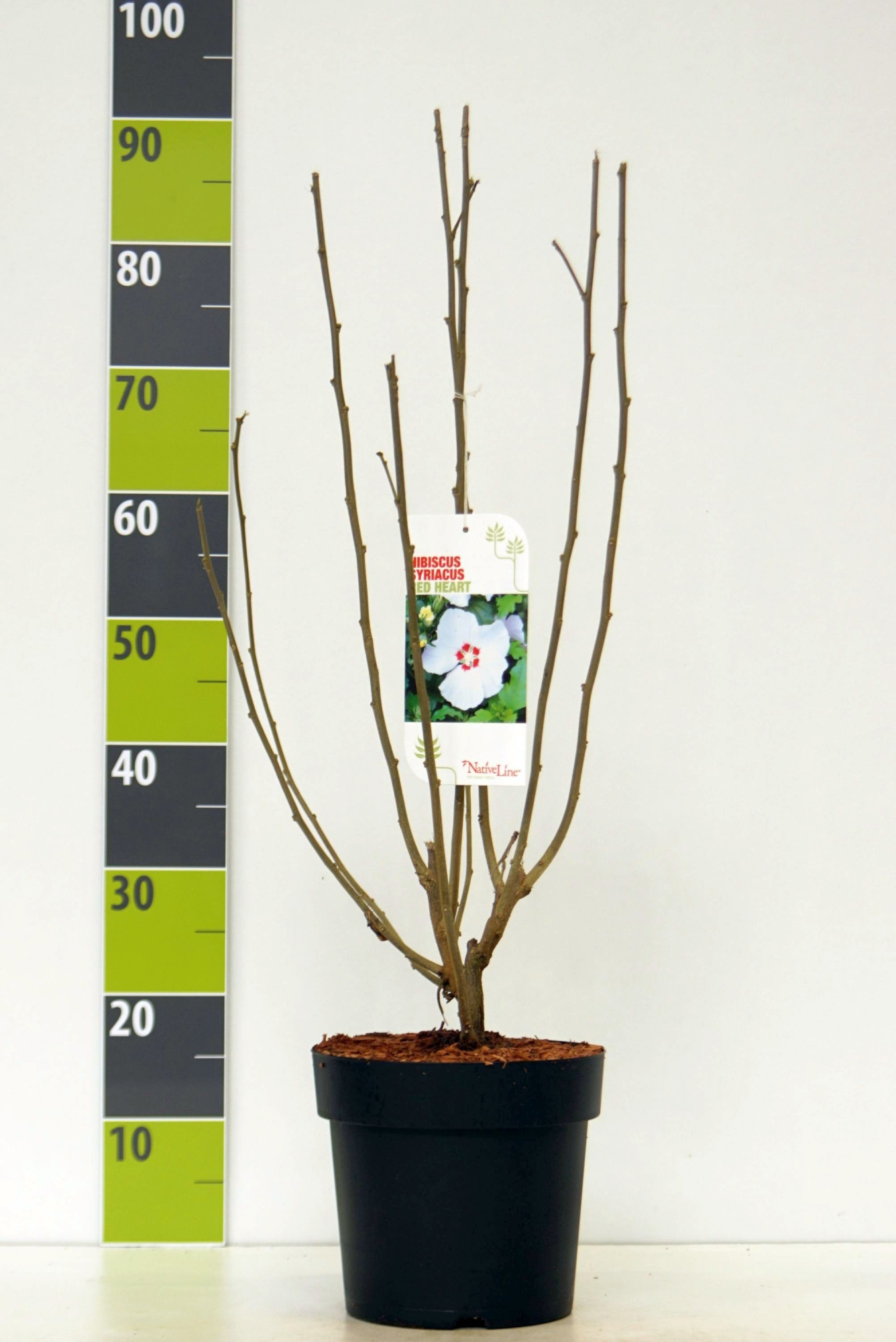 Hibiscus syr. 'Red Heart' C 4,6, D 23