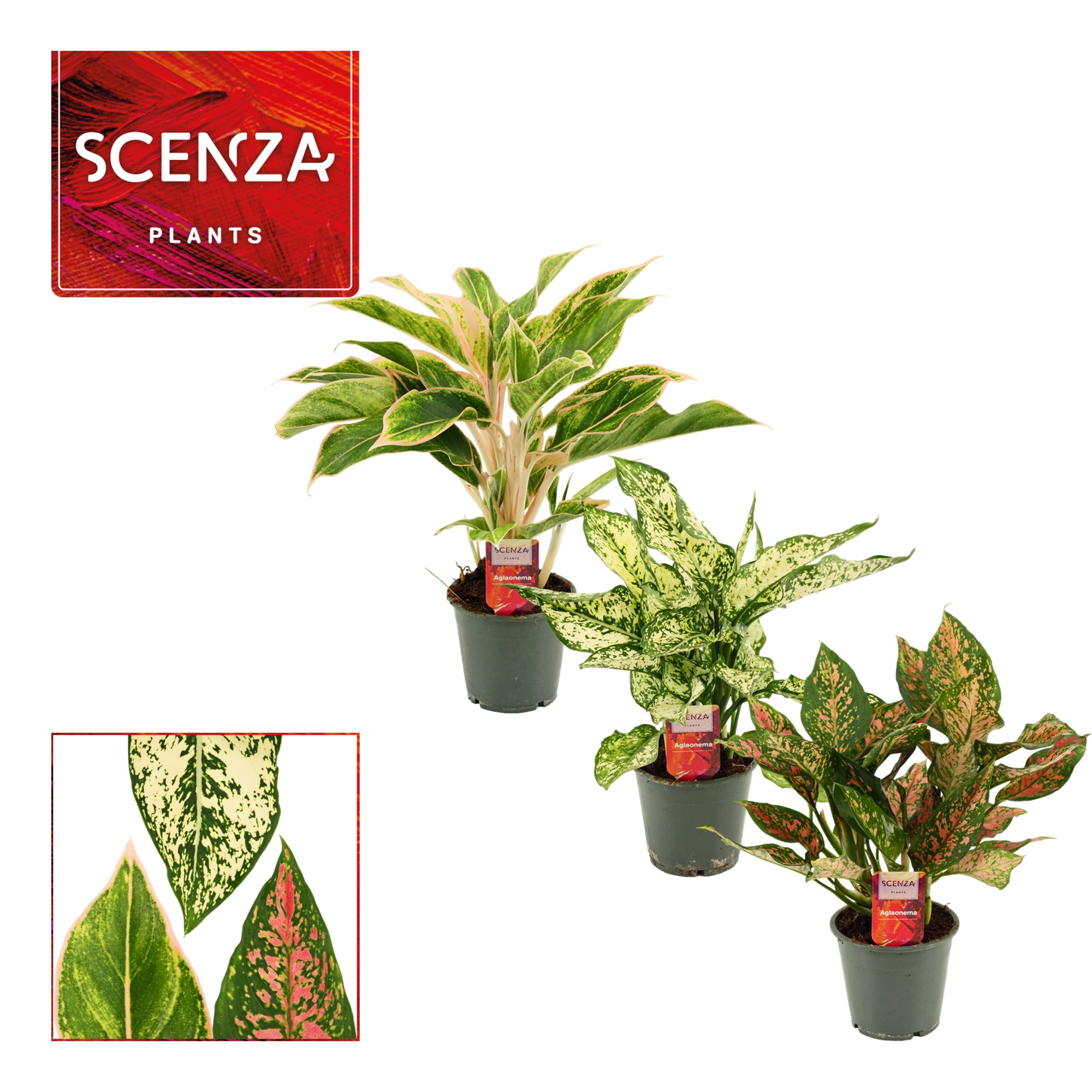 Aglaonema special mix 12 cm (Scenza), D 12 cm