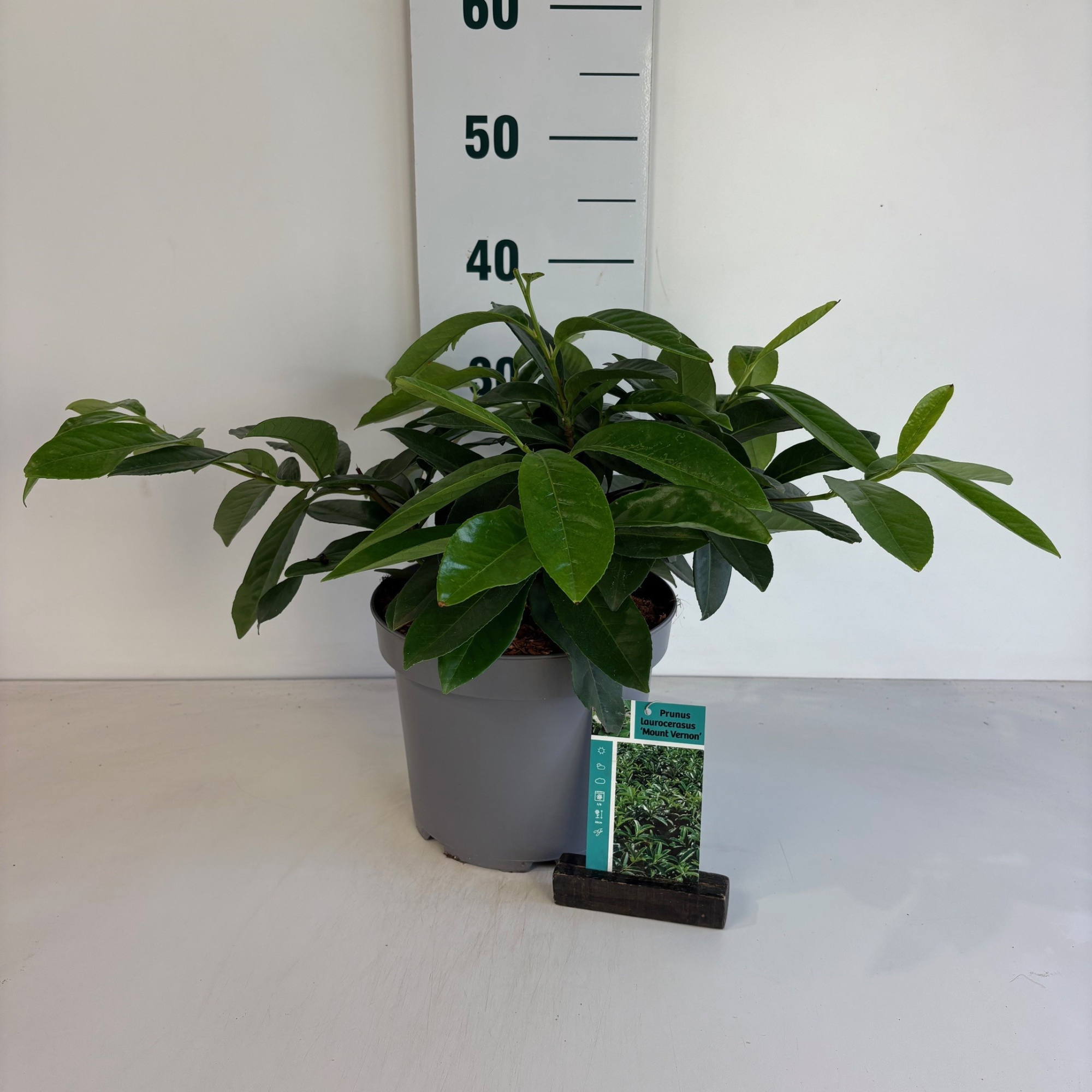 Prunus l. 'Mount Vernon', D 23 cm
