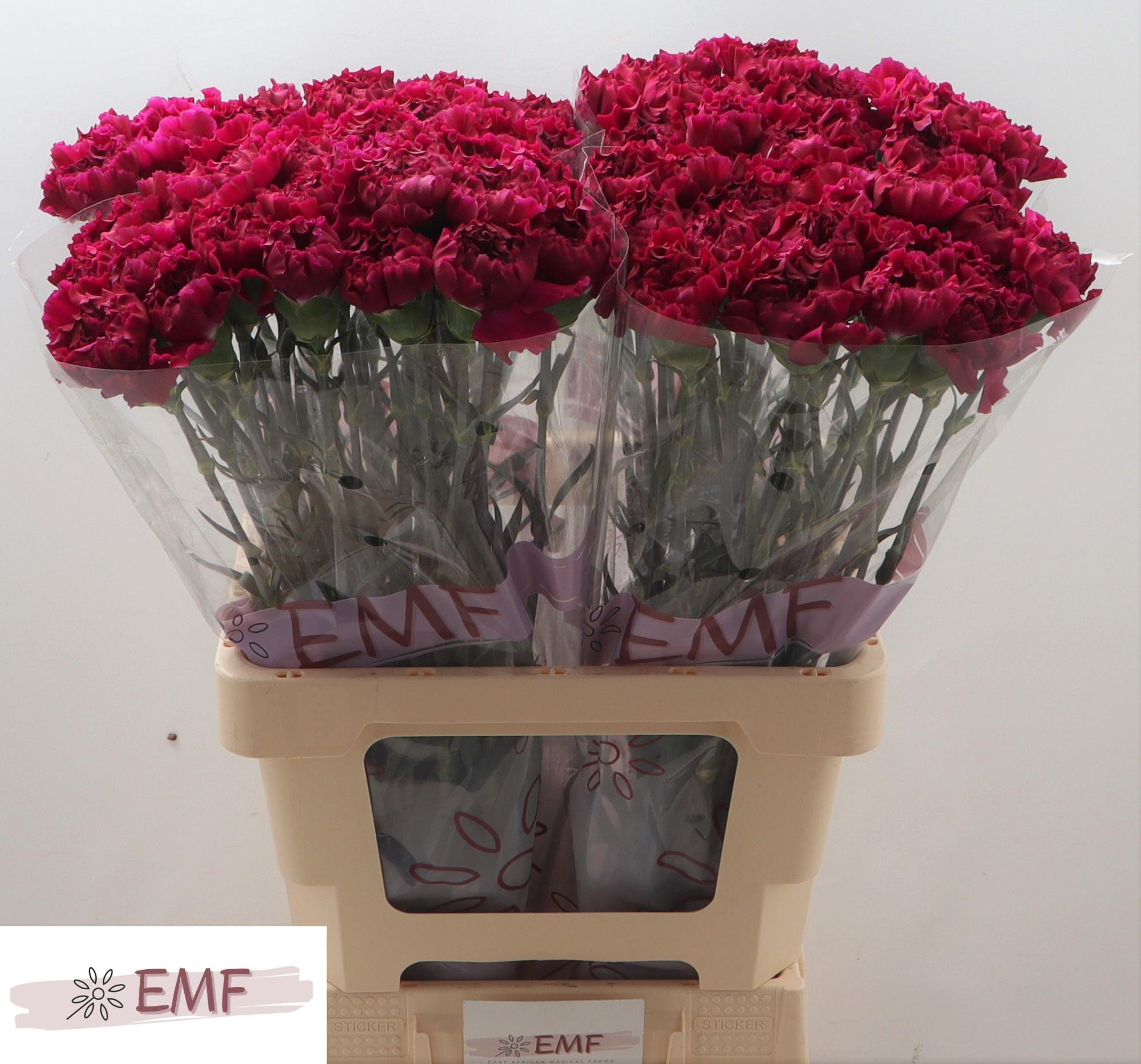 Диантус од. Тико Тико Виолет, шт.