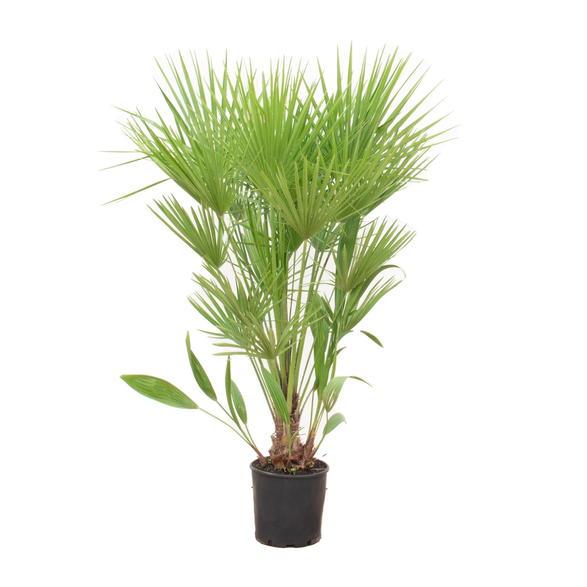 Chamaerops Humilis - 170cm, D 24 cm