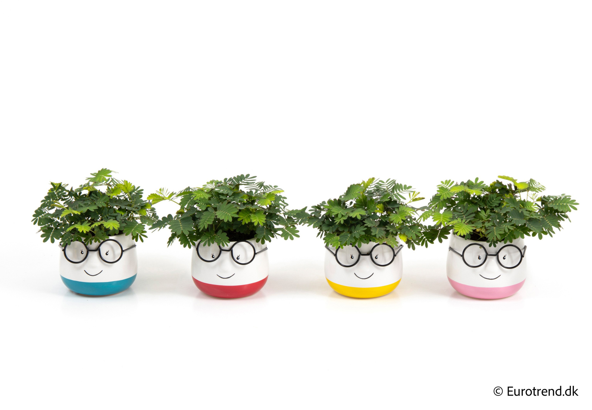 Mimosa in Spring, Summer & Autumn ceramic 2026, D 6