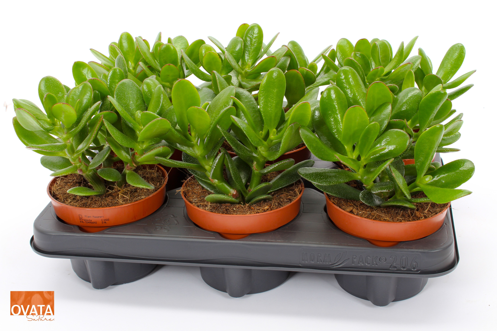 Crassula magical tree 12 WOODS, D 12 cm