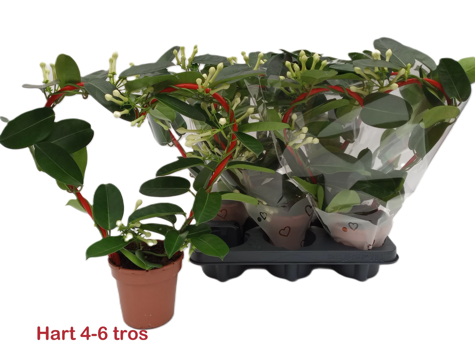 Steph. HART rood 4-6 tros, D 12