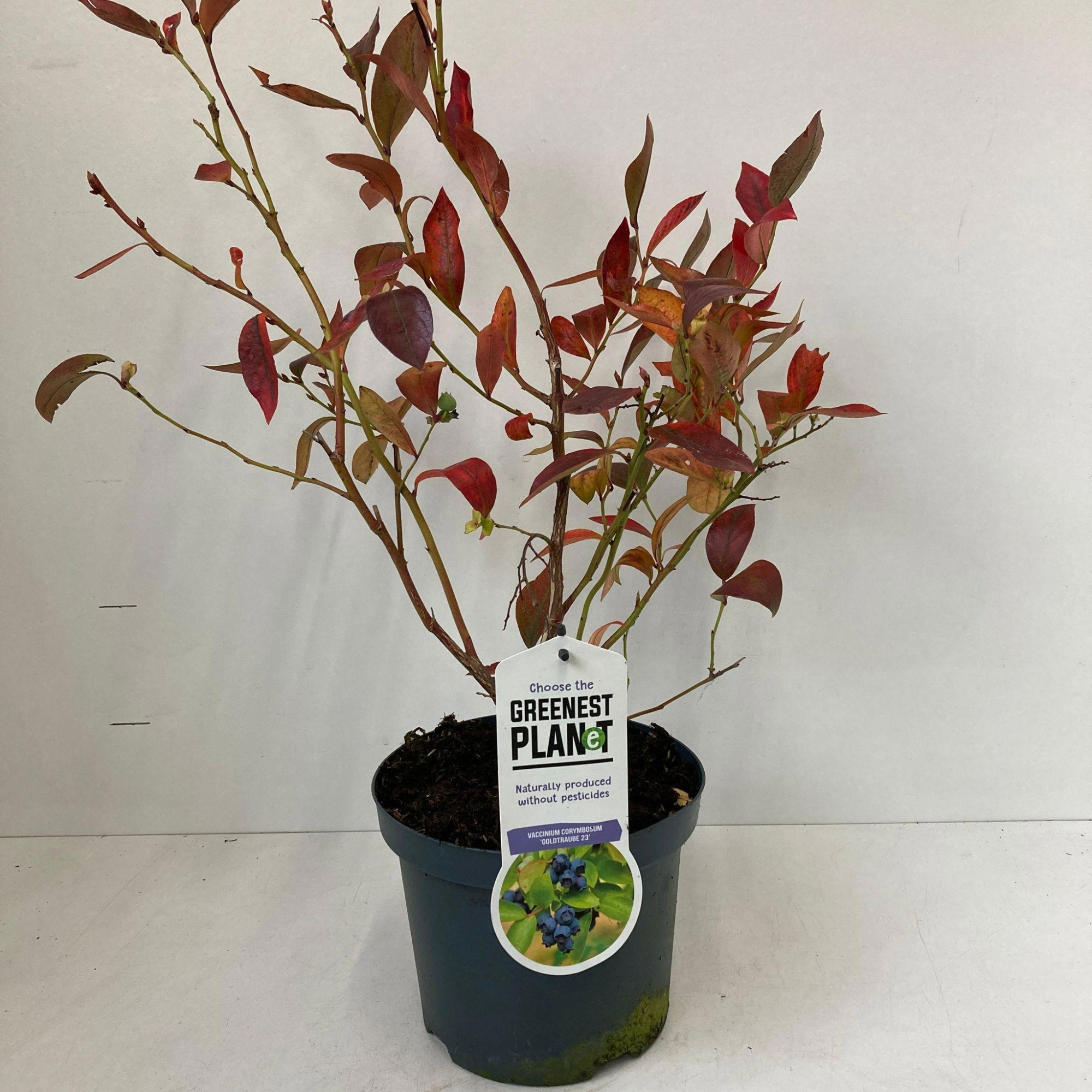 Vaccinium corymbosum 'Goldtraube', D 19