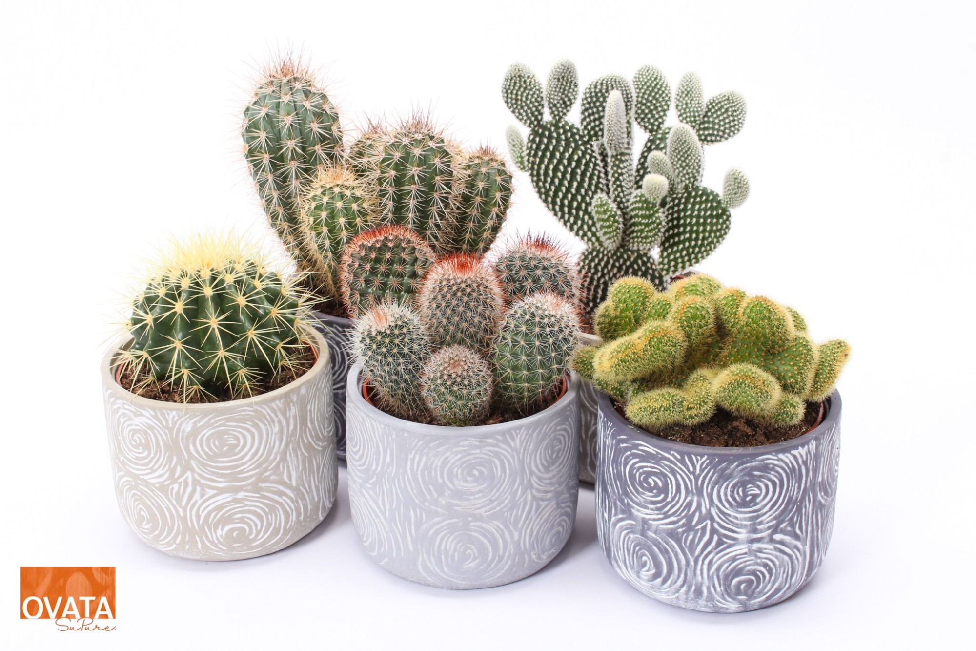 Cactus mix in Toledo 14 spines, D 14 cm