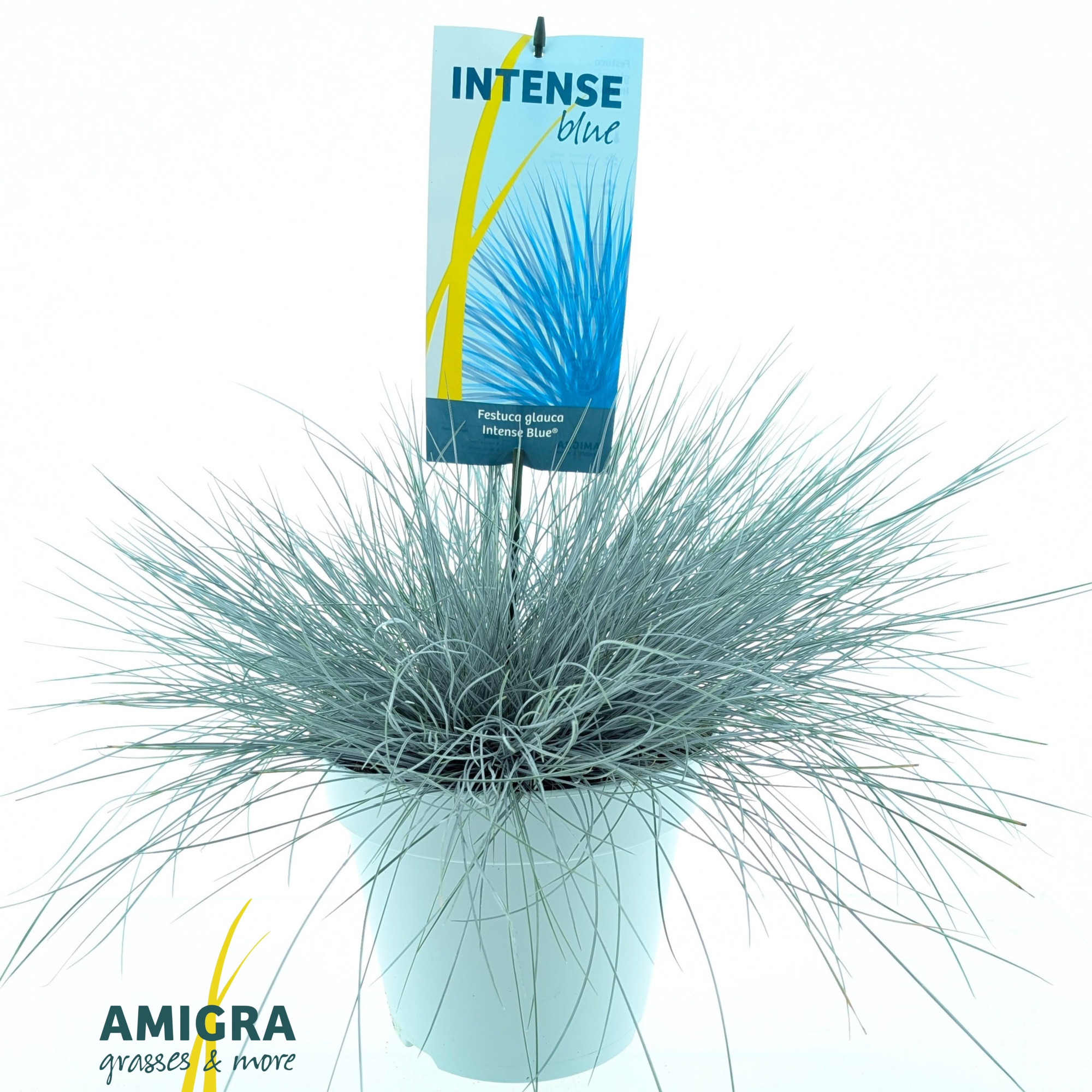 Festuca glauca Intense Blue®, D 23 cm