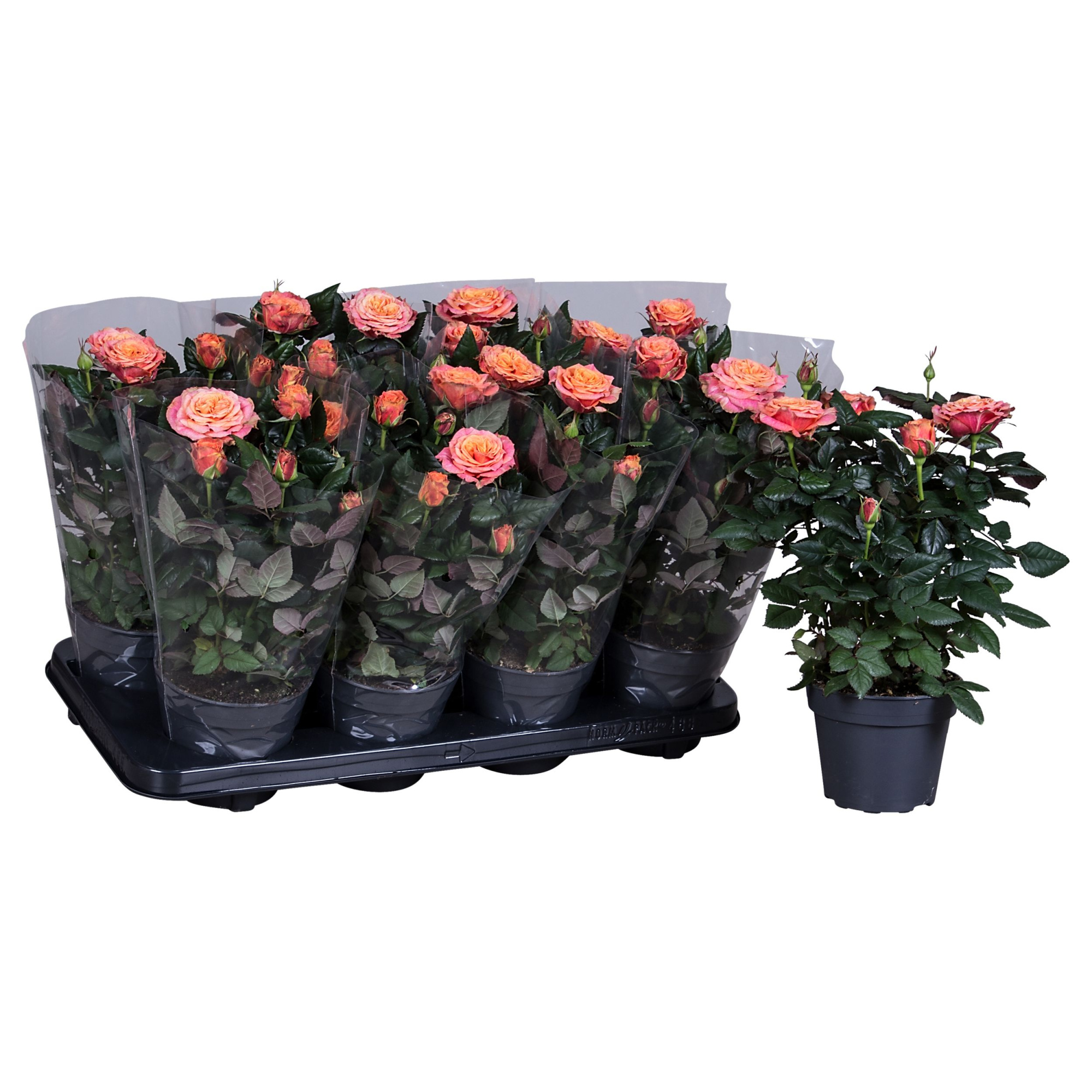 Nolina Roses Ø 13 cm Orange Blanco sleeve, D 13 cm