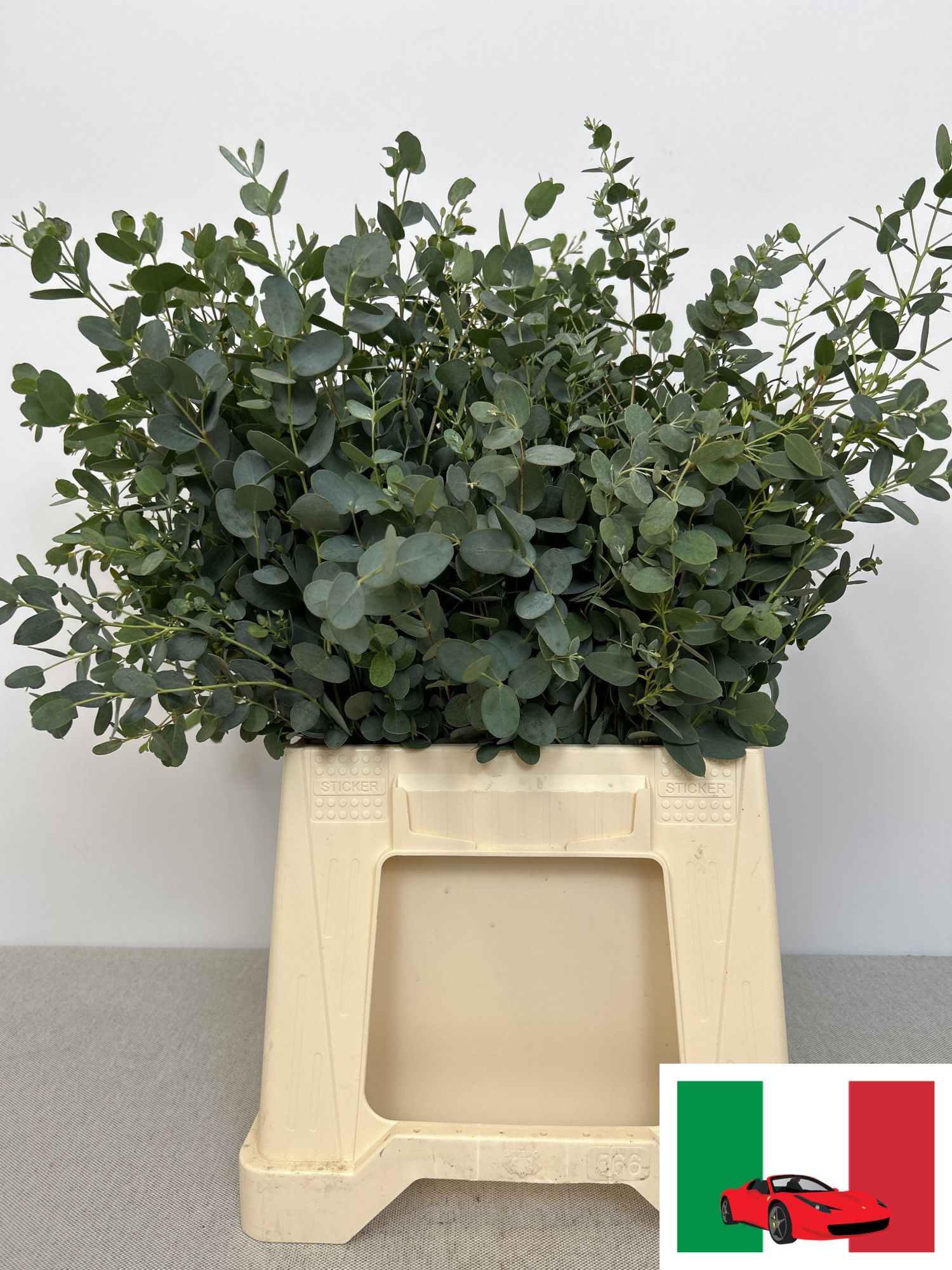 Эвкалипт Гунни за пучок 50, пуч.