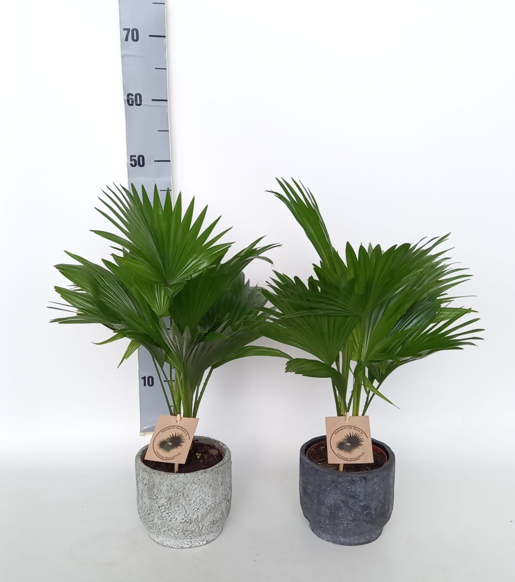 Livistona in Pot Dave 2 kleurenmix D14, D 15
