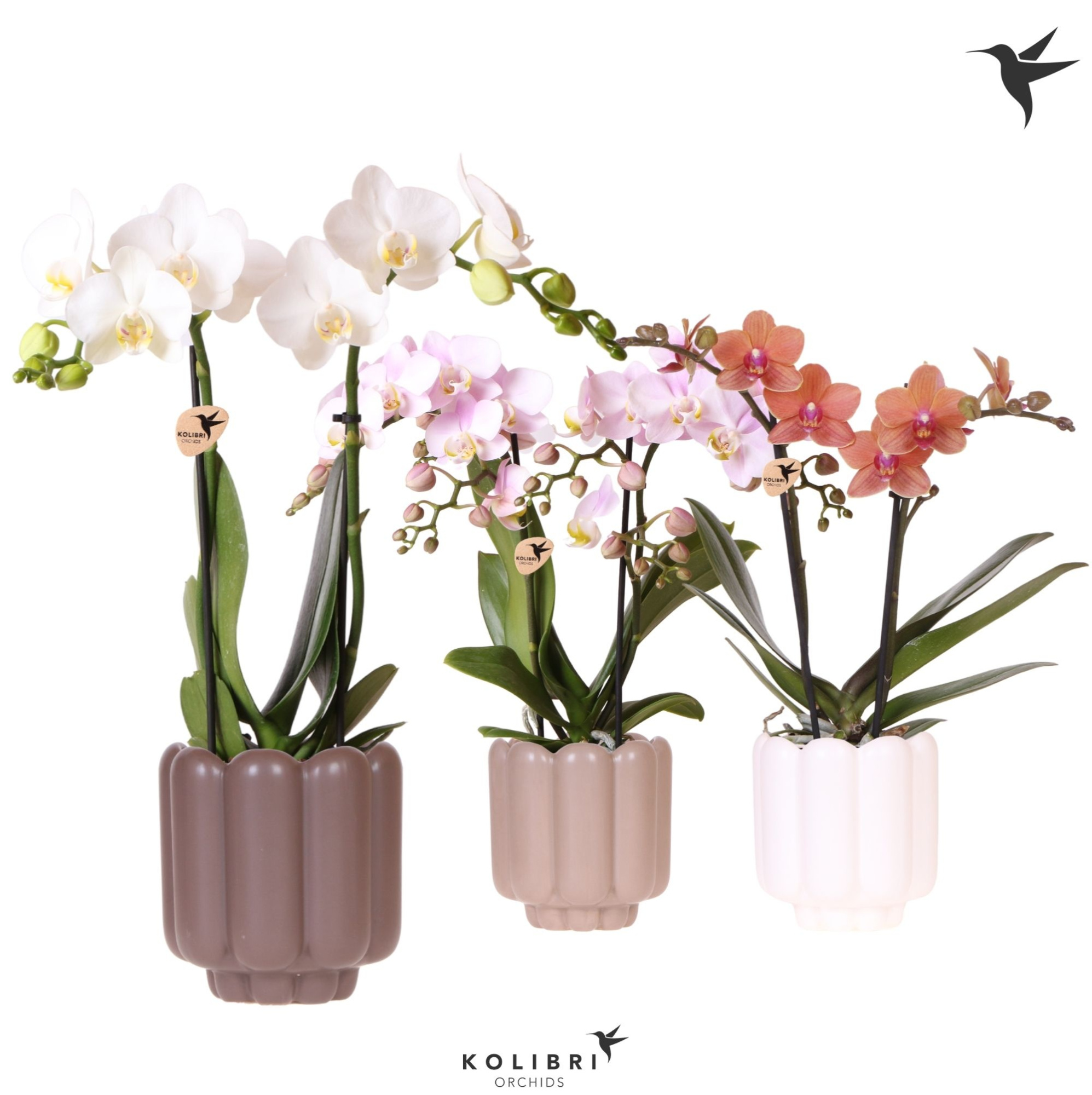Kolibri Orchids Phalaenopsis mix 2 spike in Retro pot sand mix, D 9