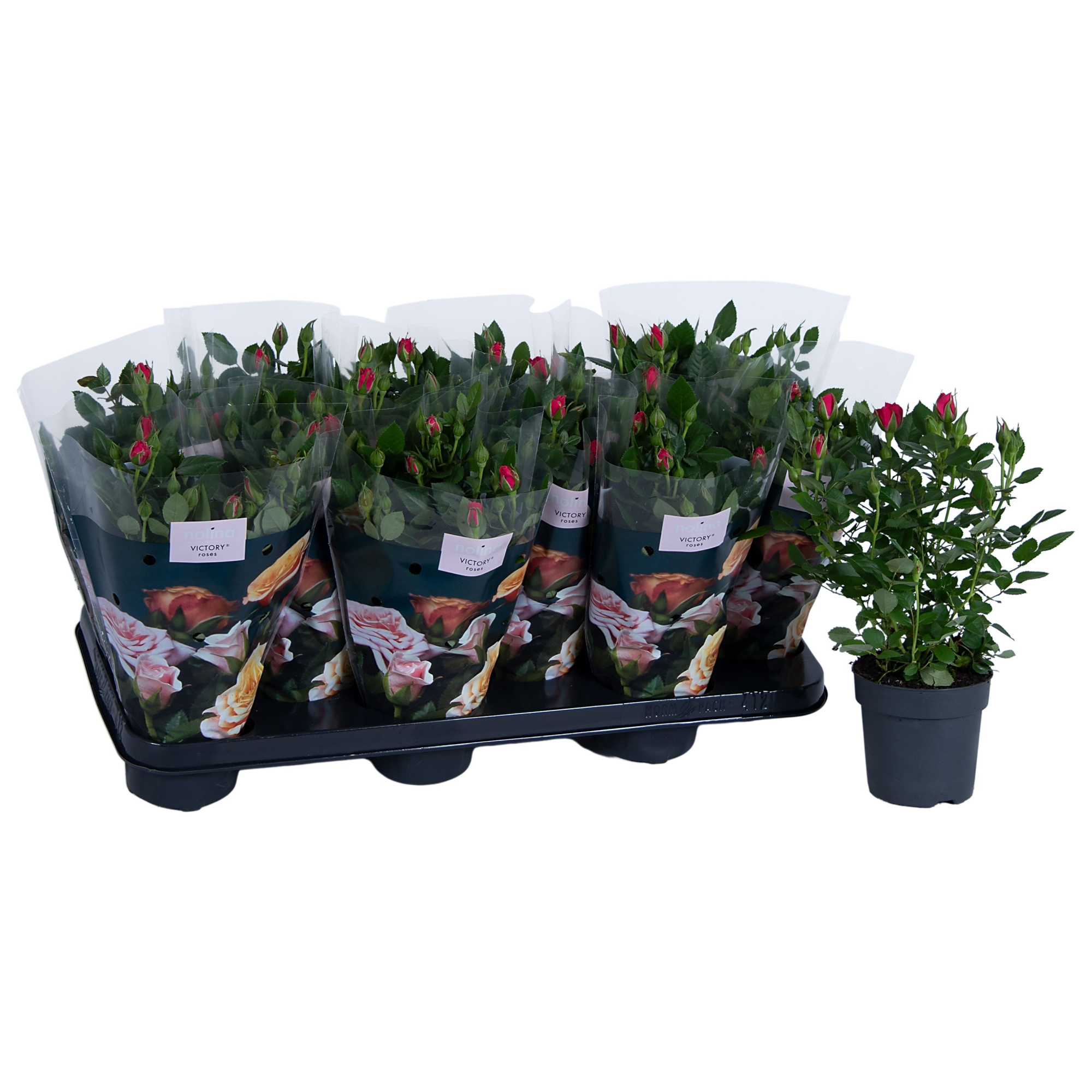 Nolina Roses Ø 10.5 cm Deep Pink st. 0-1, D 10,5 cm