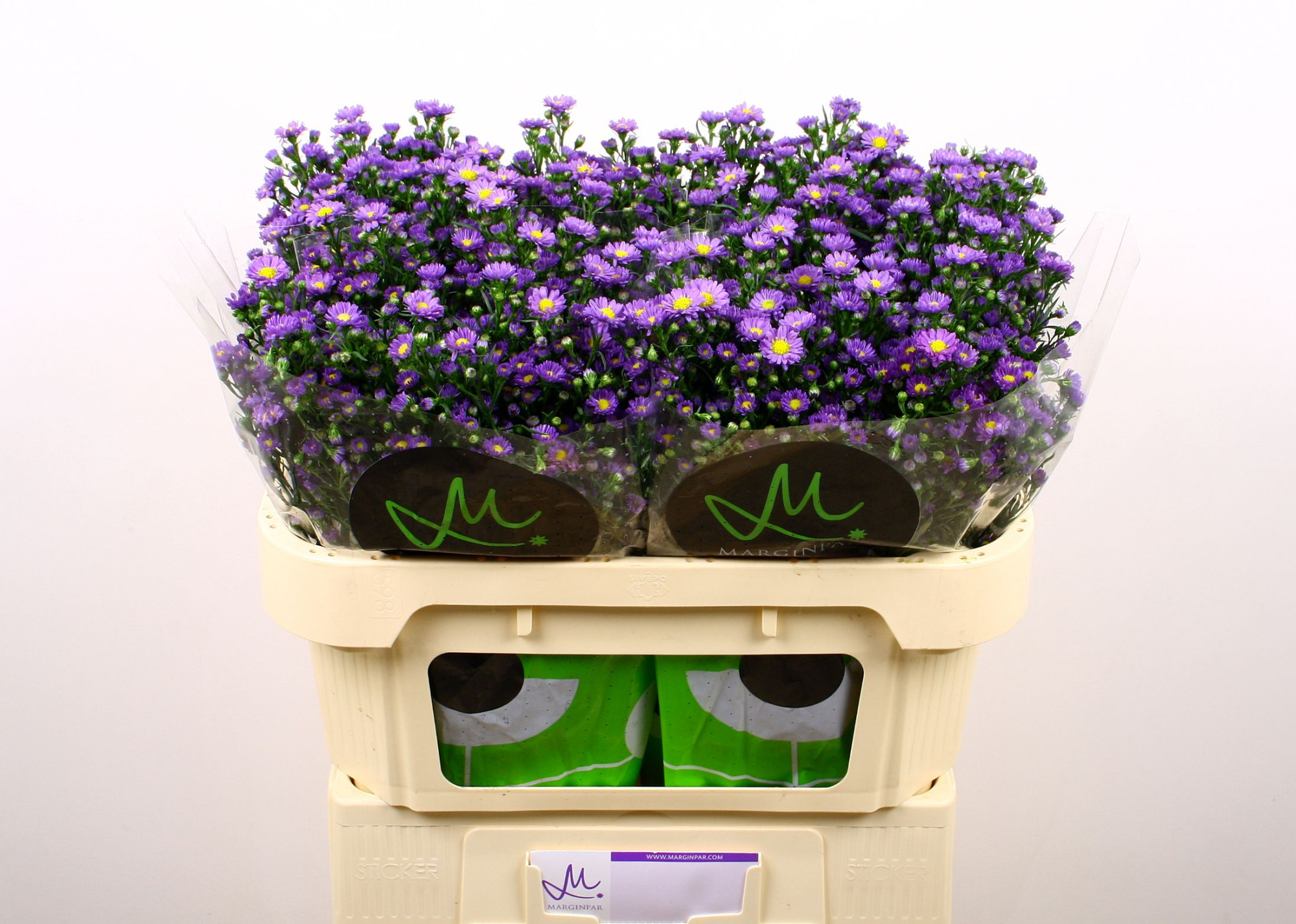 Астер Тини Тайни Блю 70, шт.