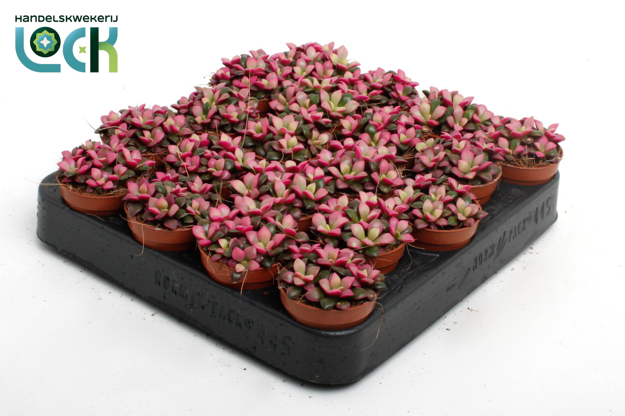 Annecampseros sunrise, D 5,5