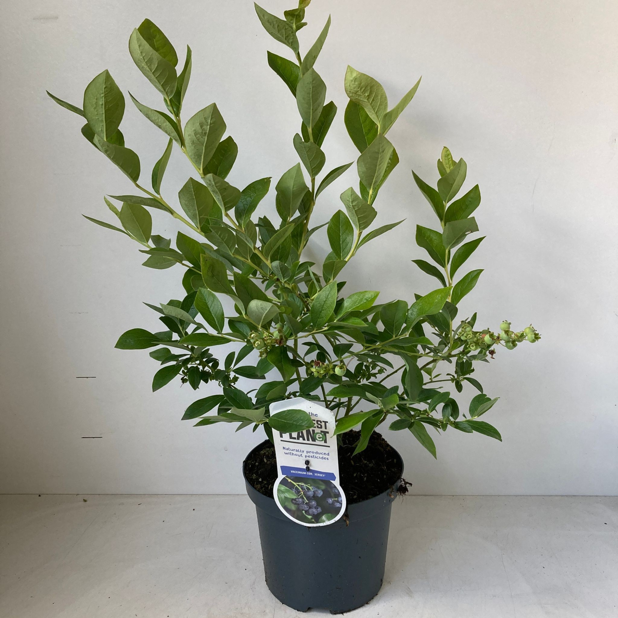 Vaccinium corymbosum 'Jersey', D 19 cm