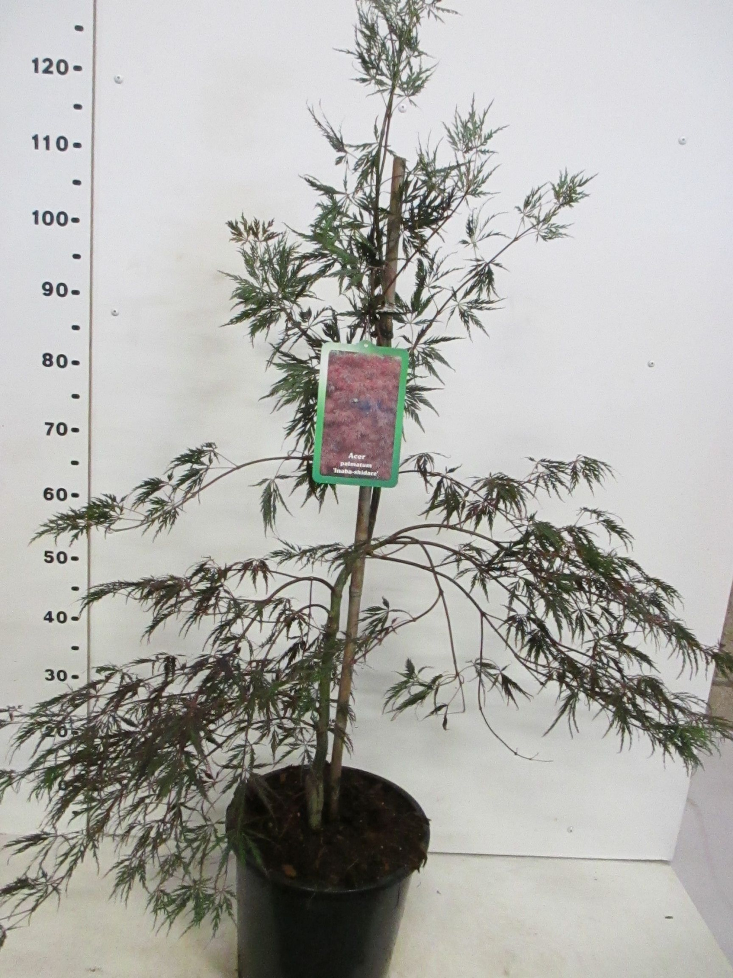 Acer palm. Inaba-shidare 50-60 P28, D 28 cm