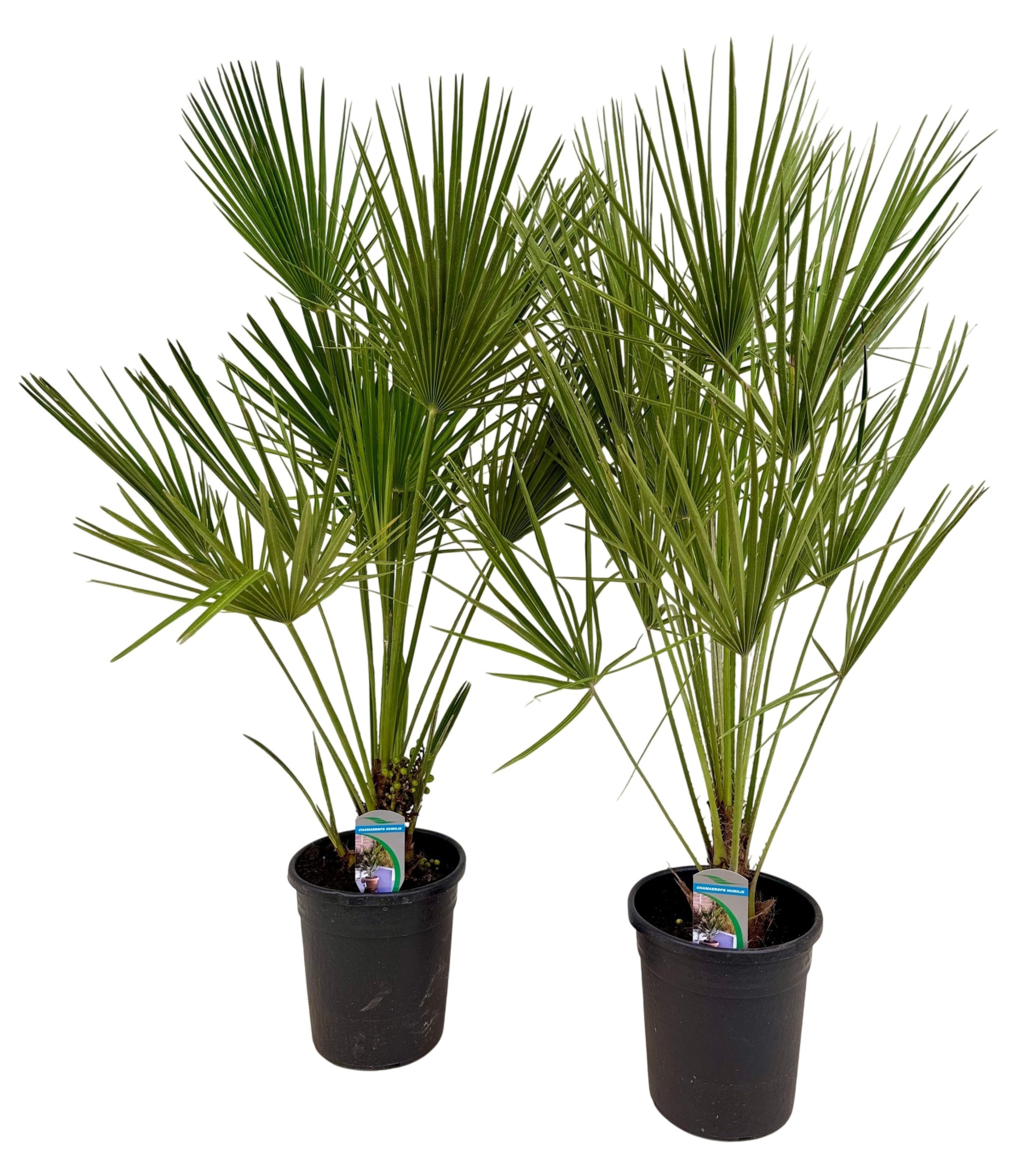 Chamaerops humilis P21, D 21 cm