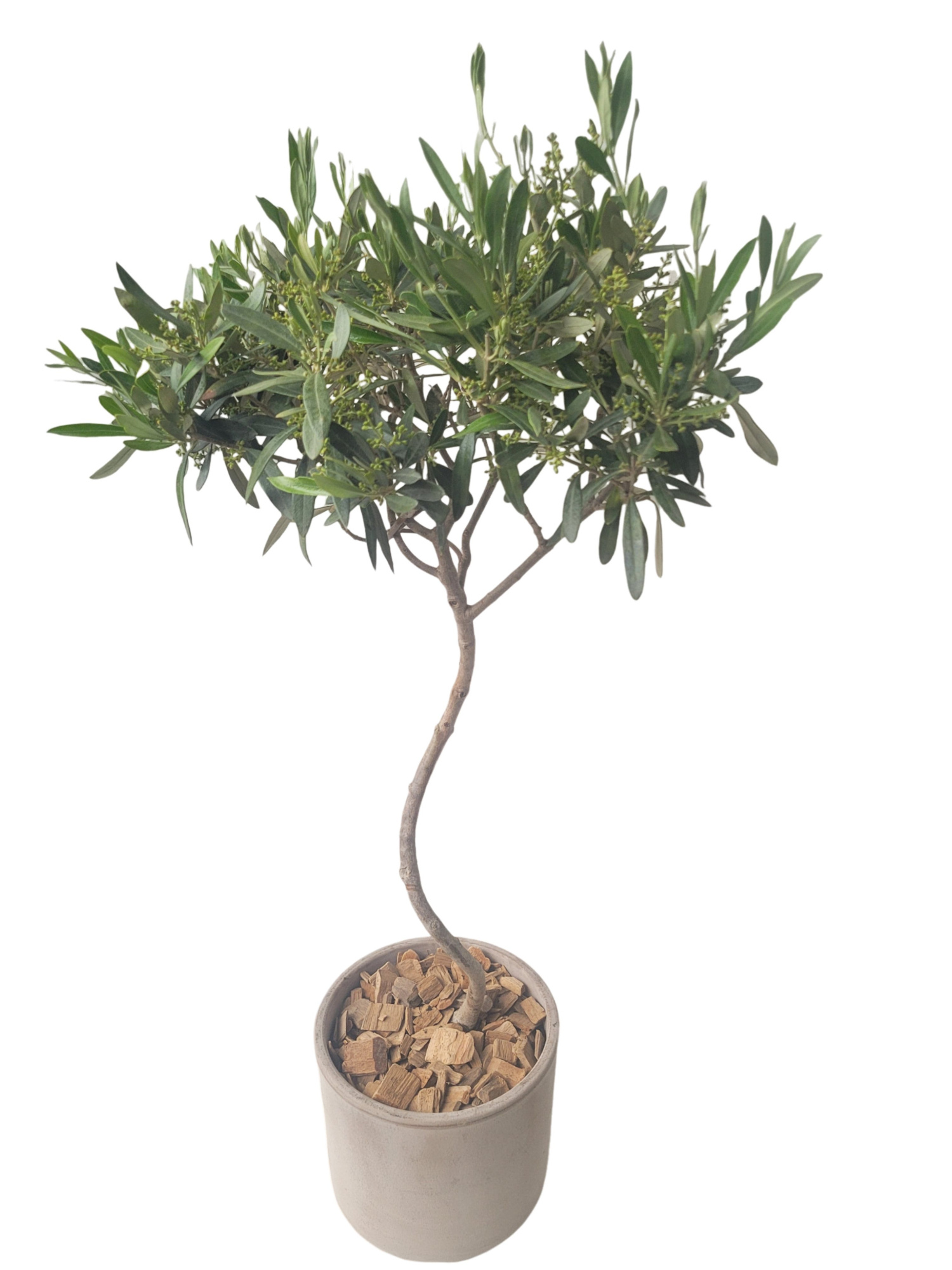 BPC20OS Cilinder terraspot grijs Olea Europaea Spirale, D 20 cm