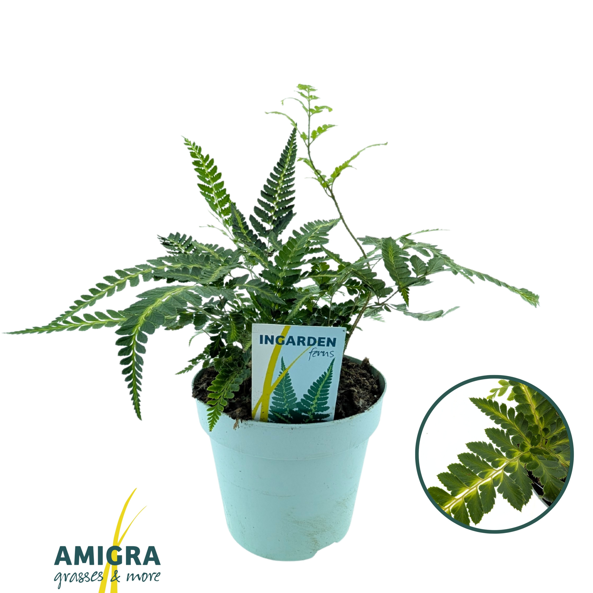 Arachnoides aristata ‘Variegata’, D 17 cm