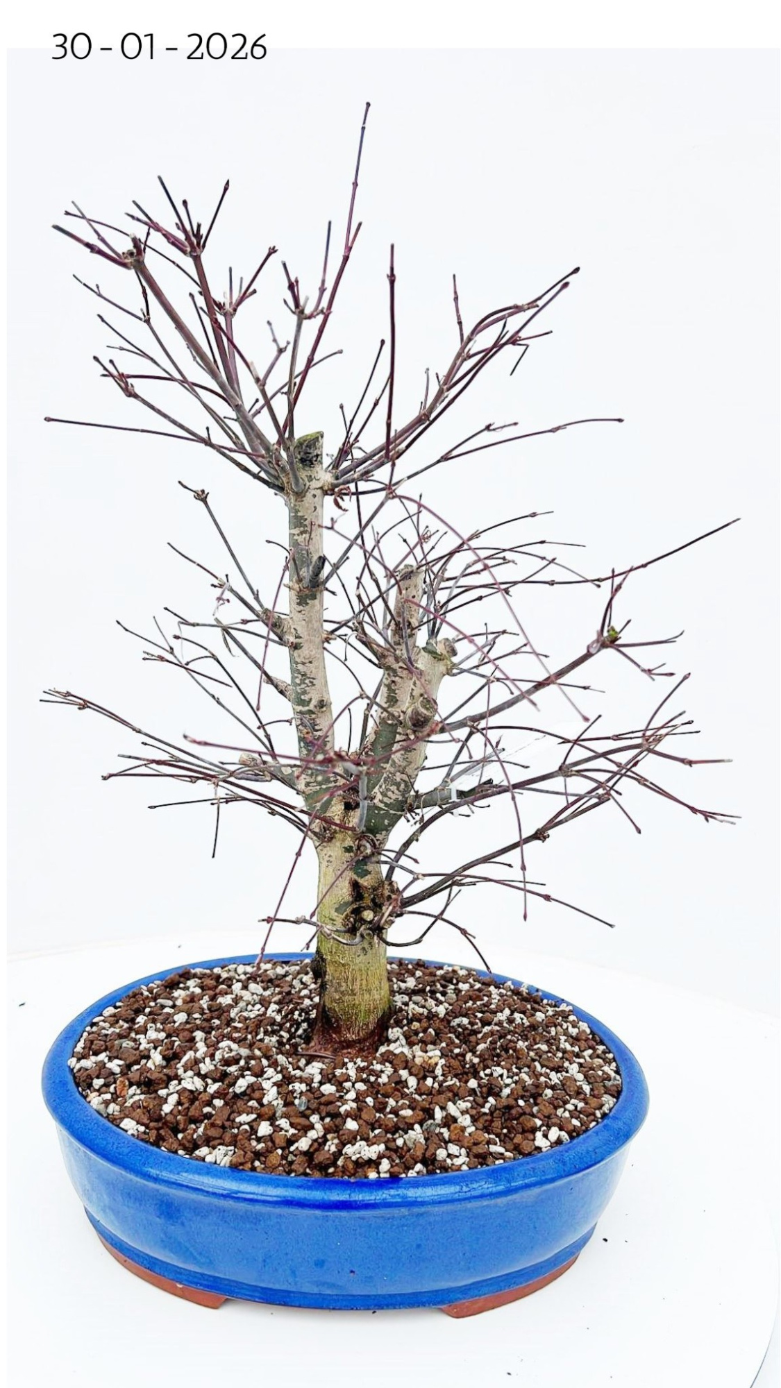 Acer palmatum deshojo, pot 31cm., D 31