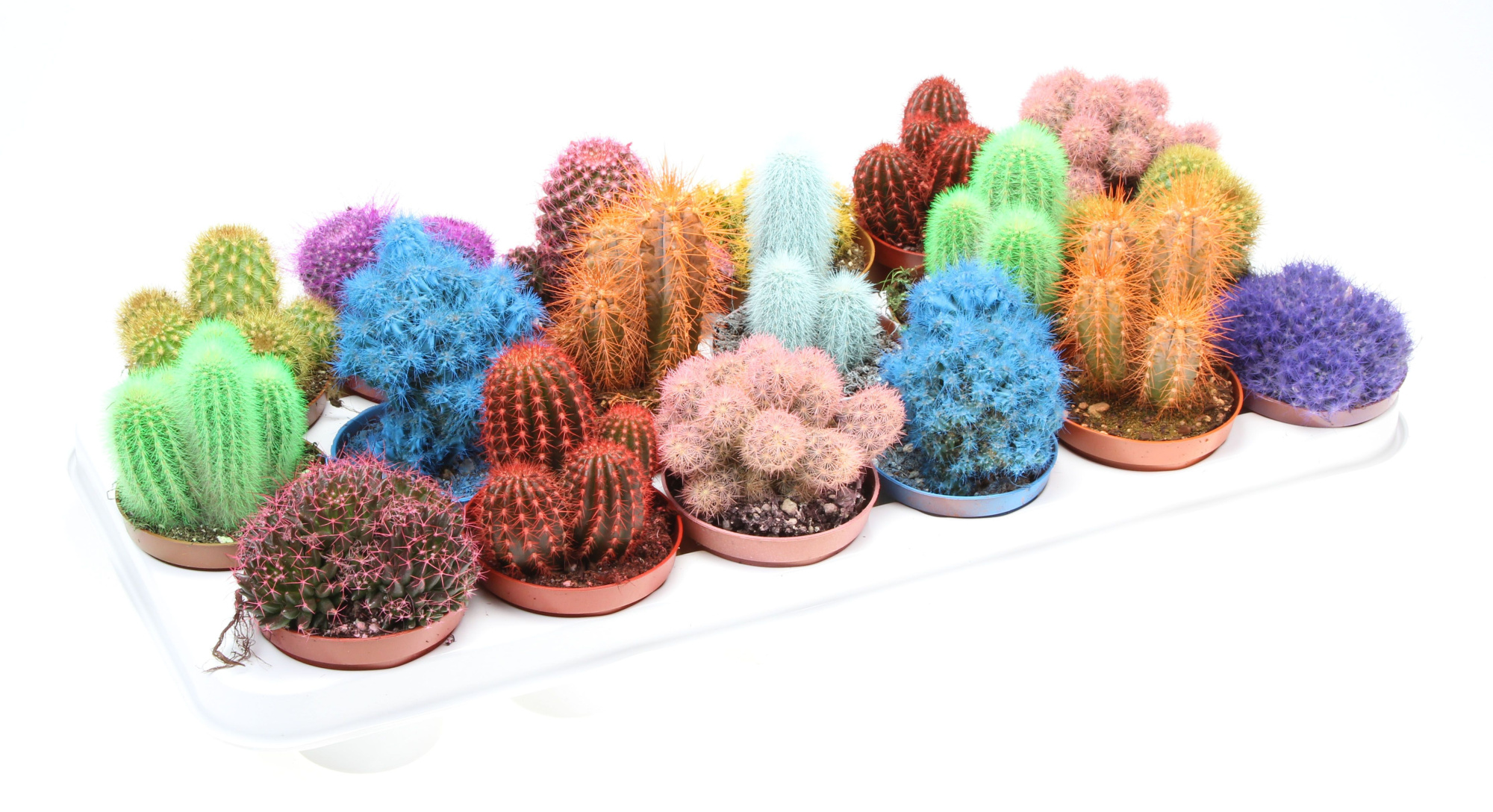 Rainbow cactus mix, D 8,5 cm