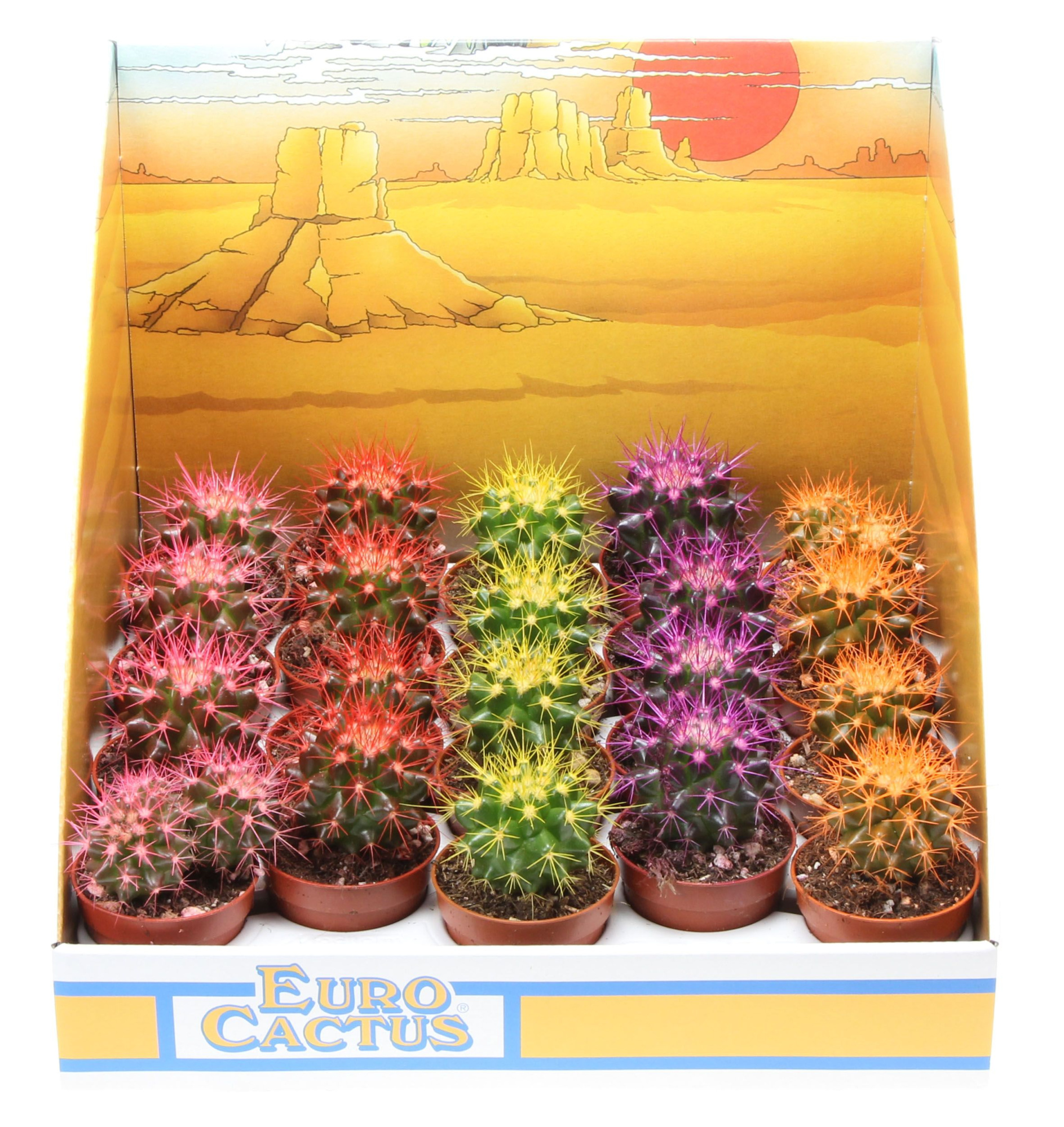 Grusonii rainbow in showdoos, D 5,5 cm