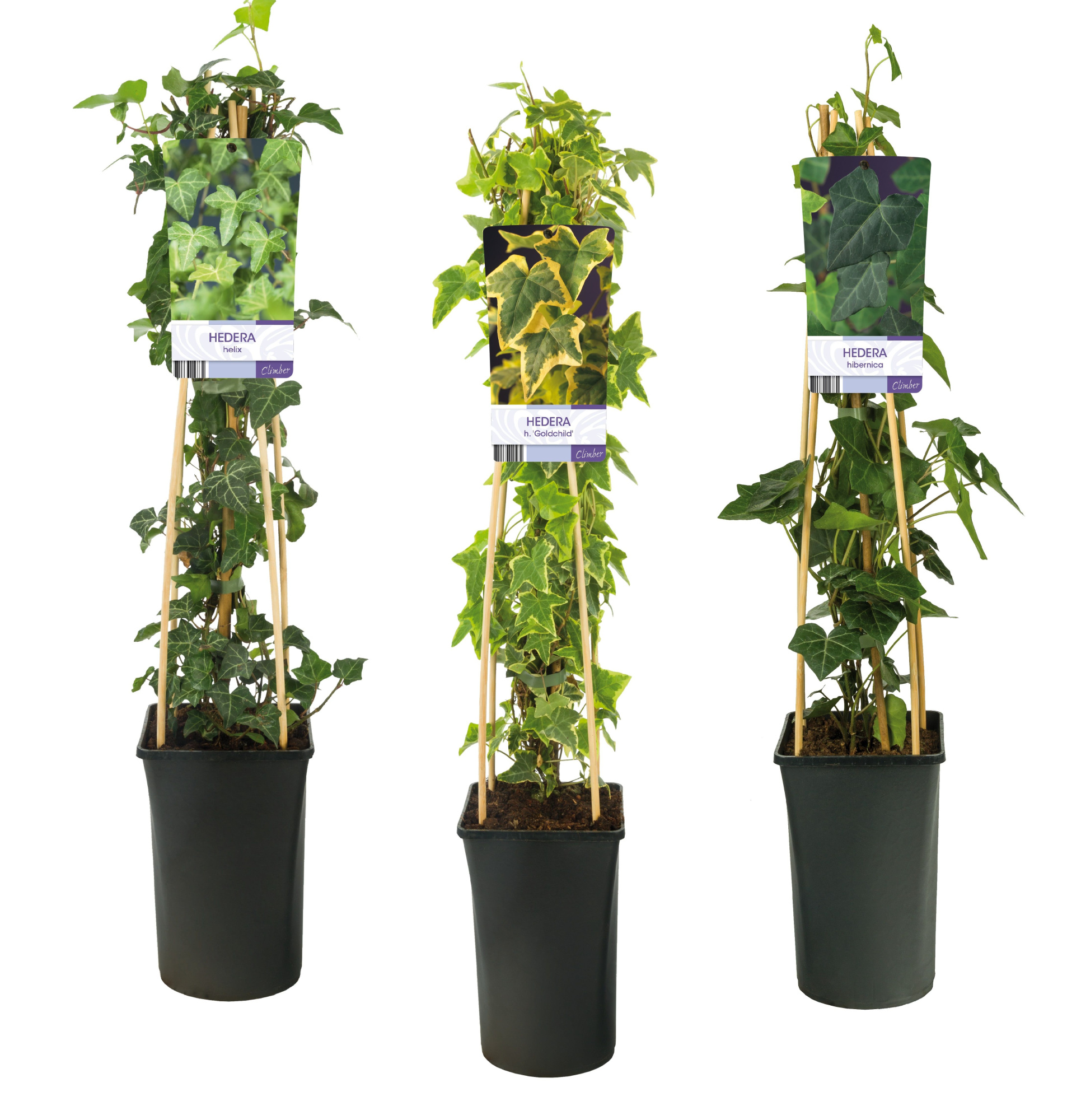 Mixtray Hedera +light label, D 17 cm