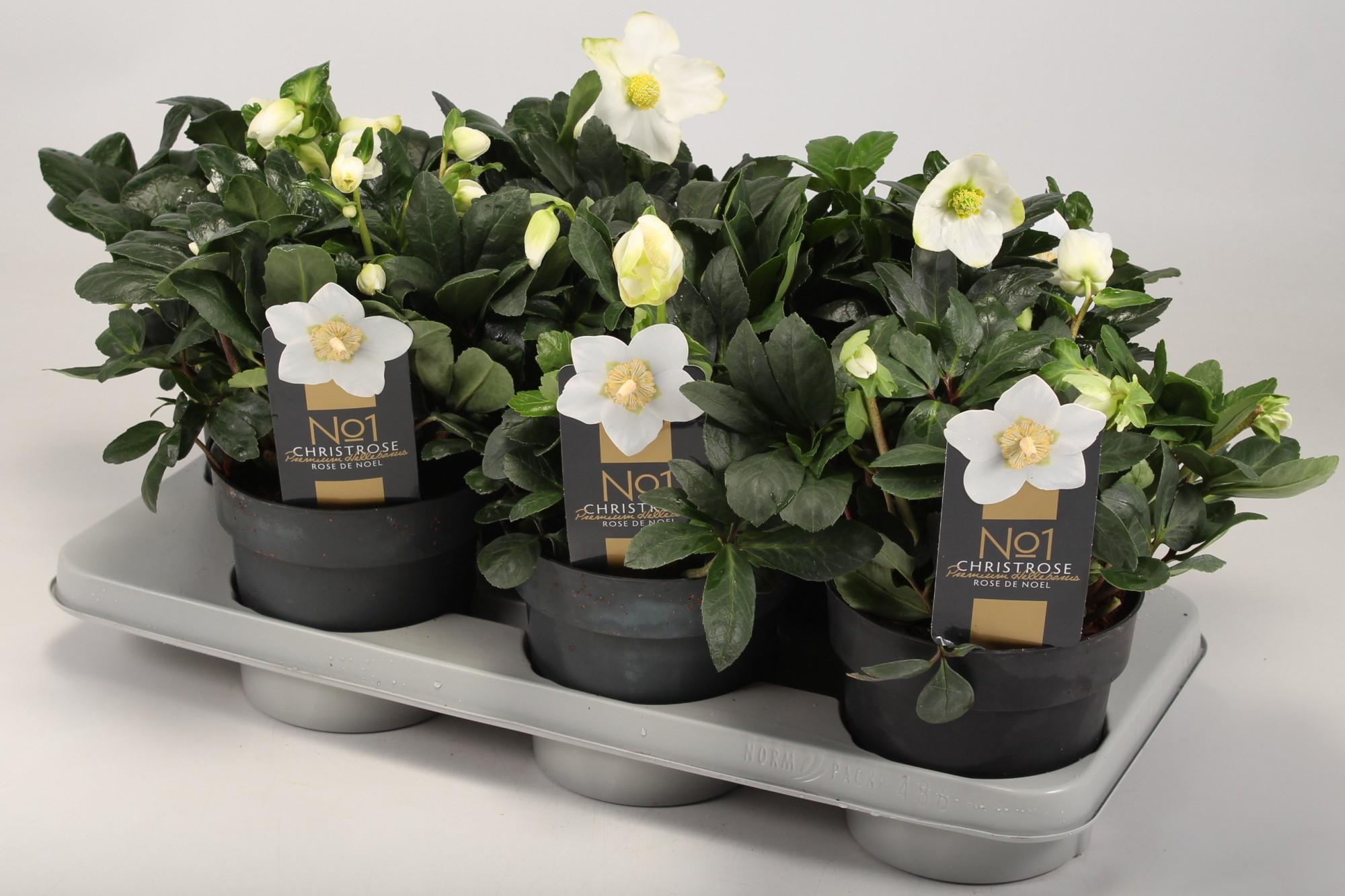 Helleborus niger "Early Star" T15, D 15 cm