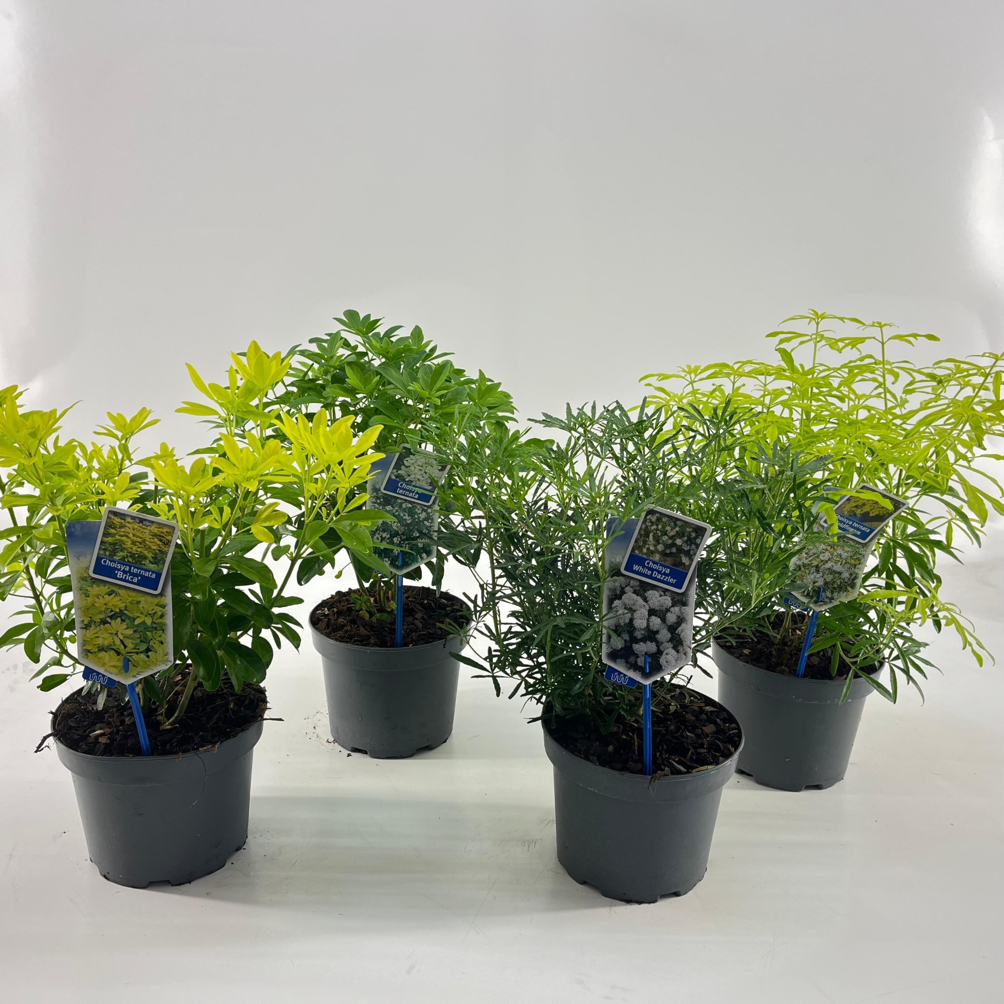 Choisya mix (minimum order one layer), D 19 cm