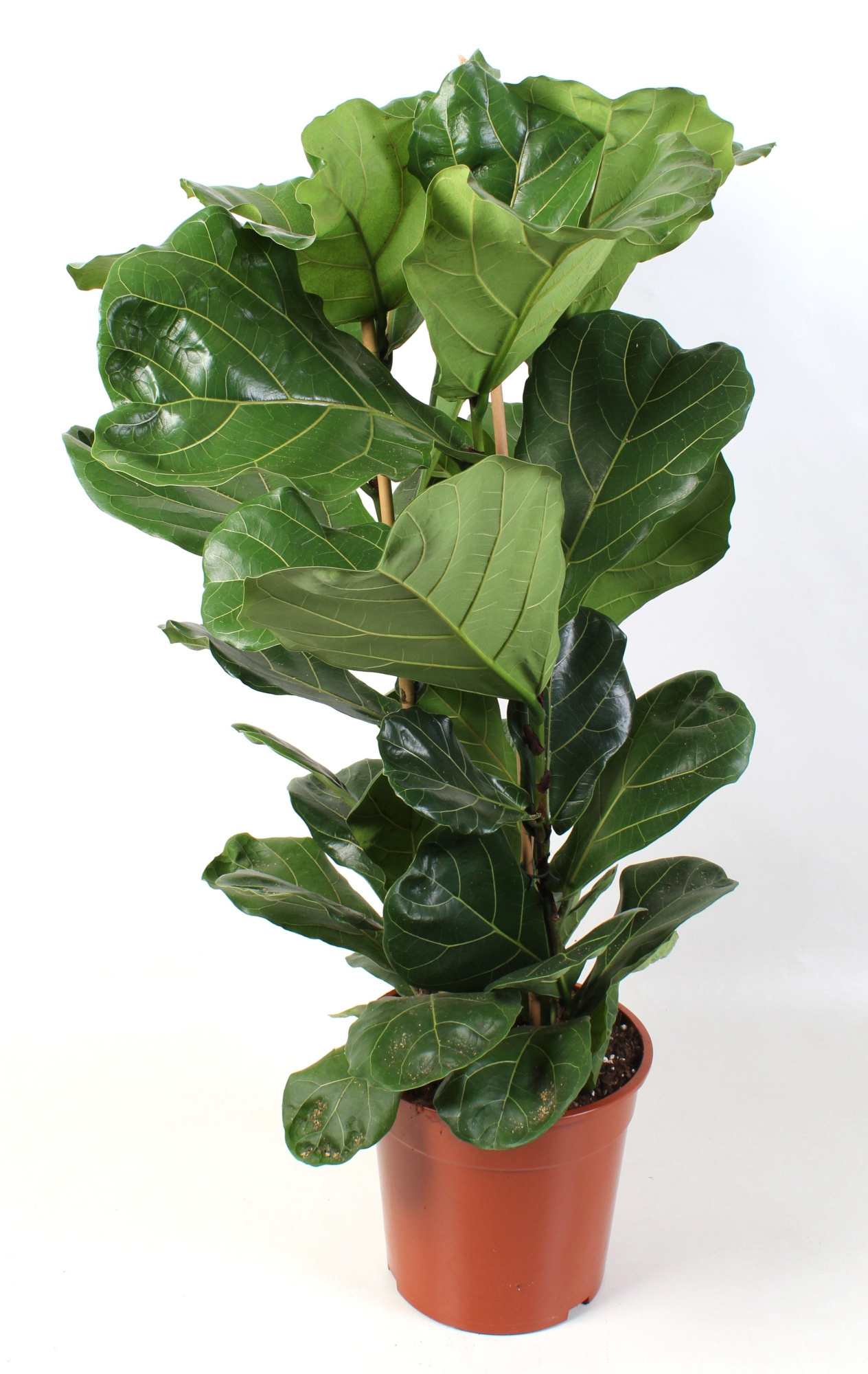 Ficus Lyrata pot 27 3-Toef, D 27 cm