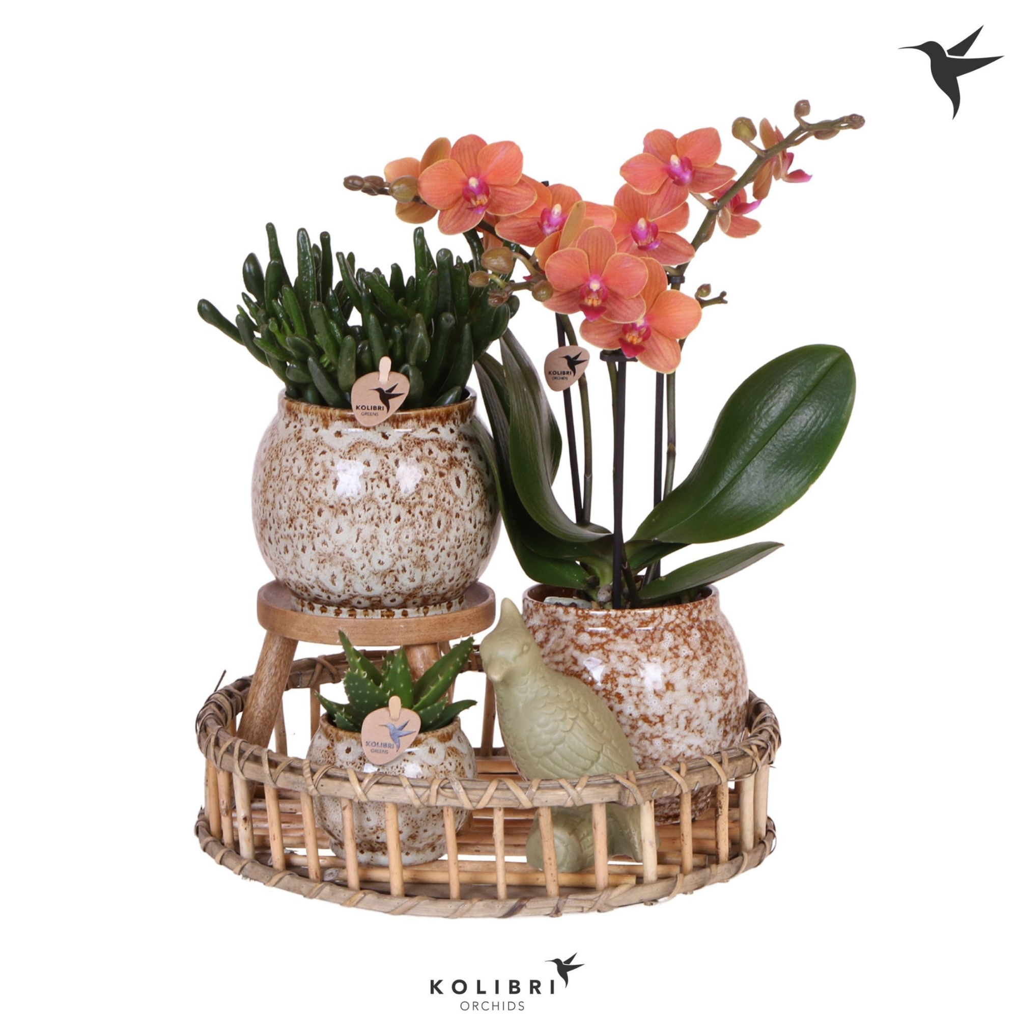 Kolibri Gift Set Untamed Nature, D 30 cm