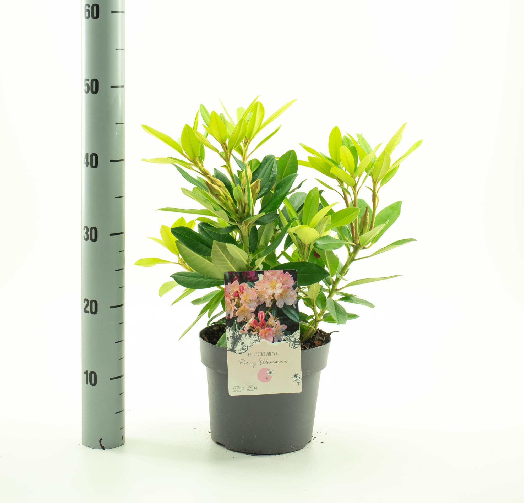 Rhododendron (Y) 'Percy Wiseman', D 19 cm